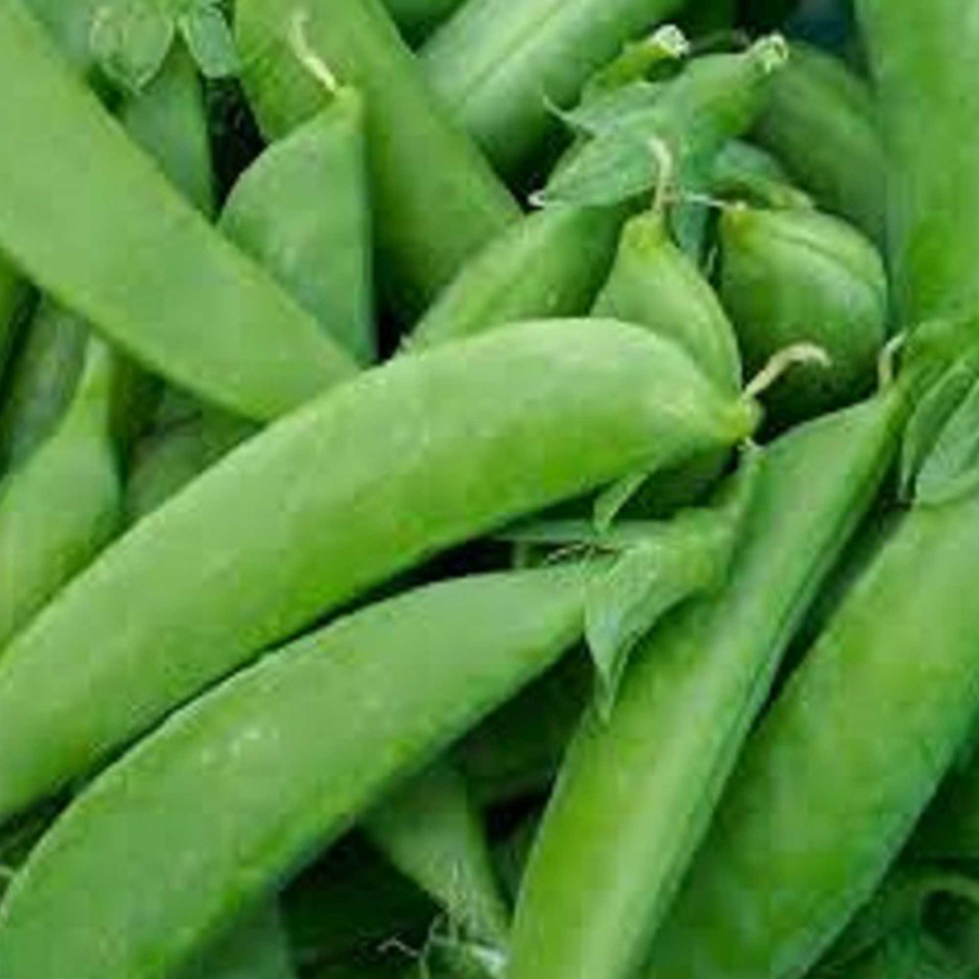 Pea Seeds - Sugar Snap - Taichung 13 -1 Oz ~112 Seeds - Non-GMO, Heirloom - Asian Garden Vegetable