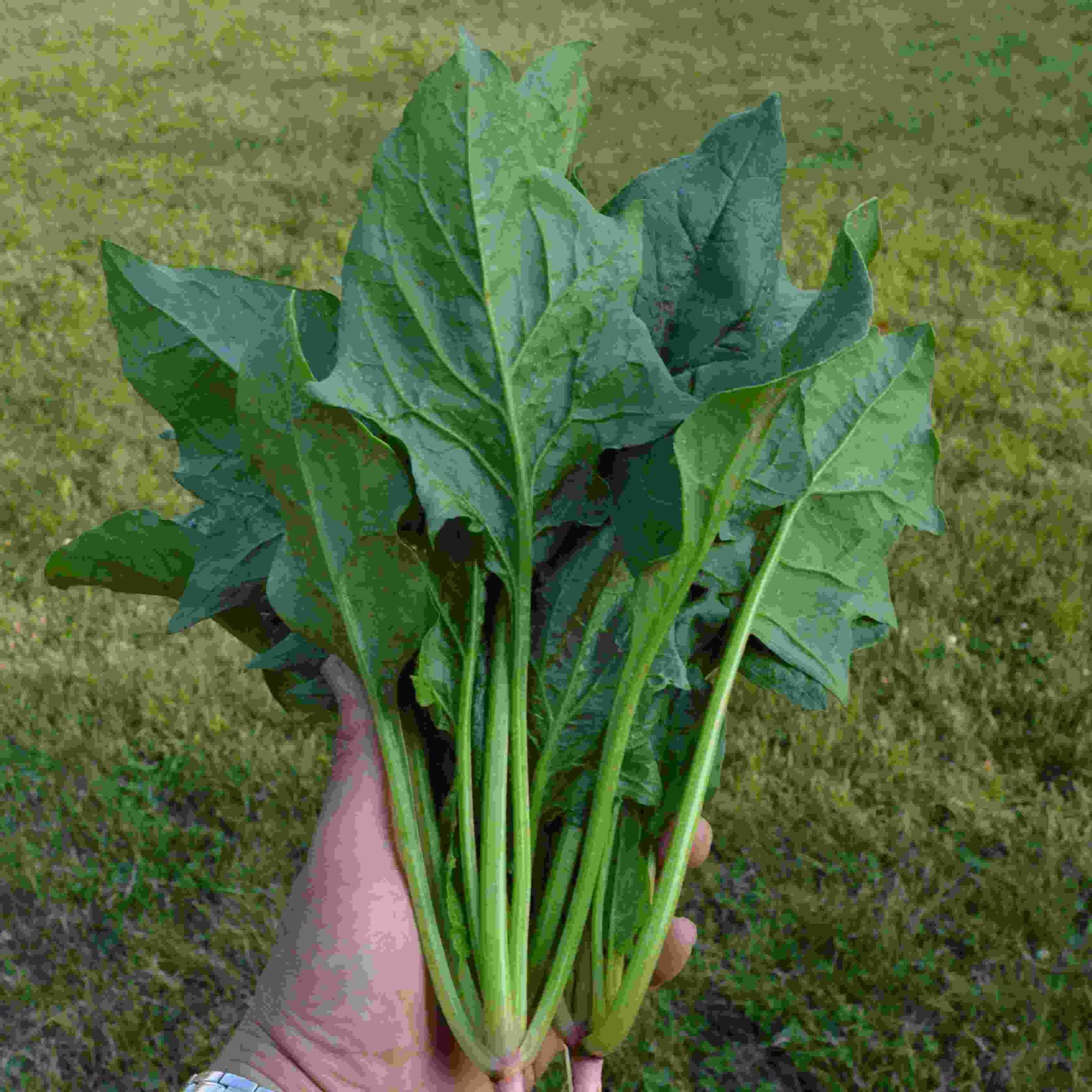 Spinach Seeds - Chinese - Green Arrow - Hybrid -3 g Packet ~270 Seeds - Non-GMO, F1 Hybrid - Asian Garden Vegetable