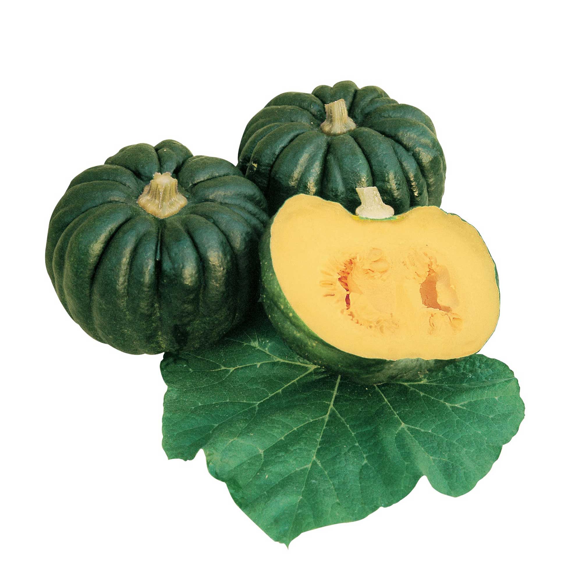 Squash Seeds - Japanese, Winter - Kogiku -2 g Packet ~12 Seeds - Non-GMO, Heirloom - Asian Garden Vegetable