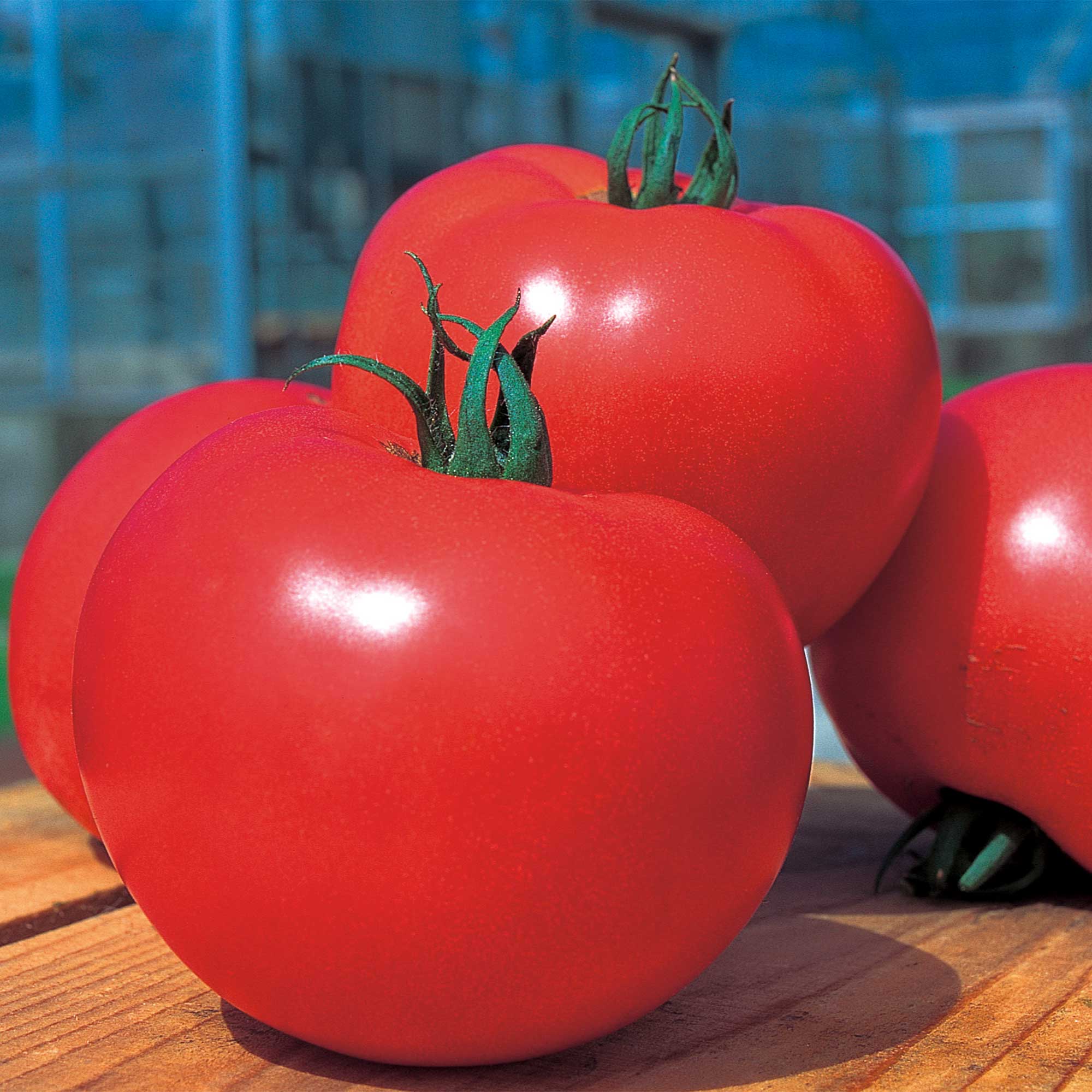 Tomato Seeds - Grandeur - Hybrid -1000 Seeds ~1000 Seeds - Non-GMO, F1 Hybrid - Asian Garden Vegetable