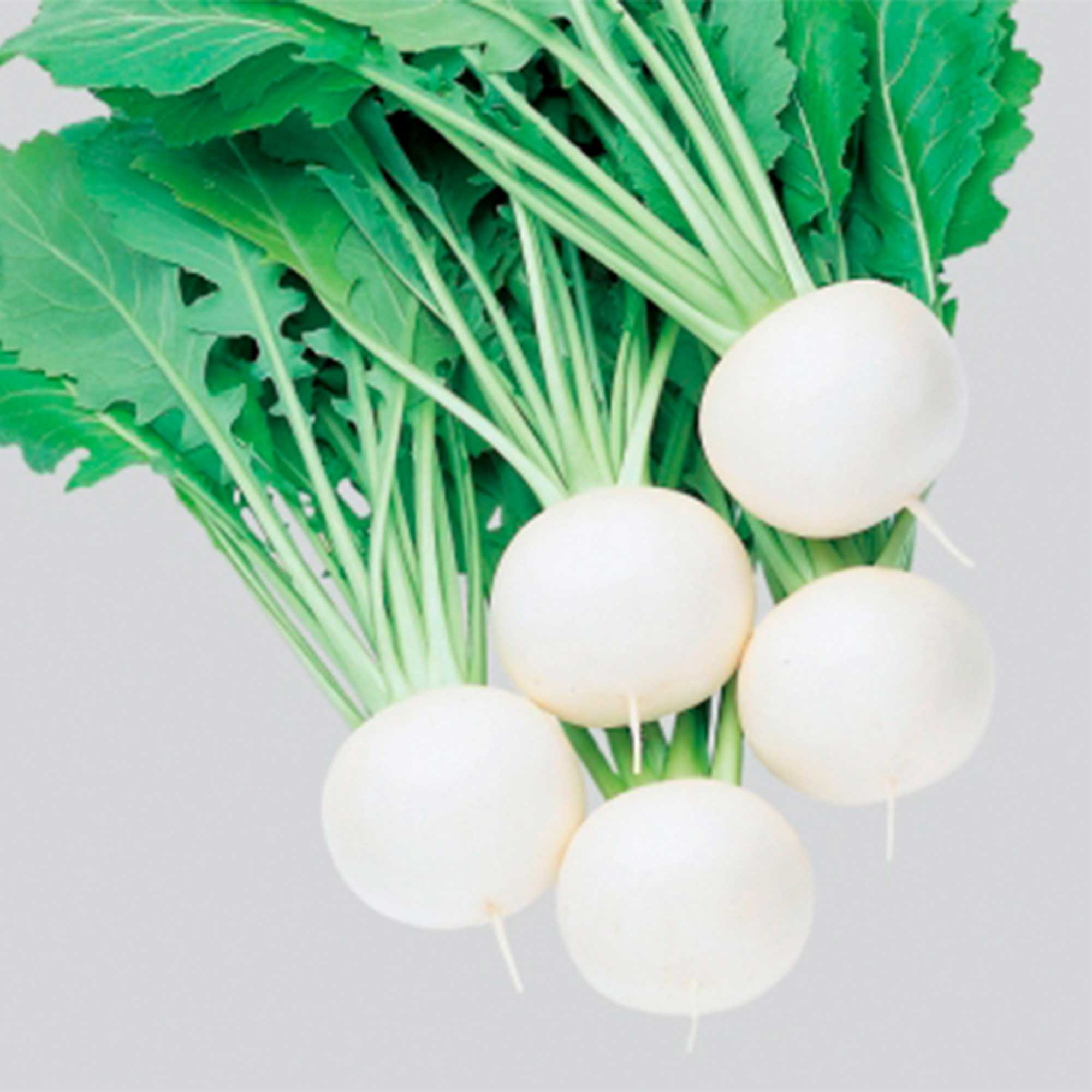 Turnip Seeds - Fuku Komachi - Hybrid -1 g Packet ~324 Seeds - Non-GMO, F1 Hybrid - Asian Garden Vegetable