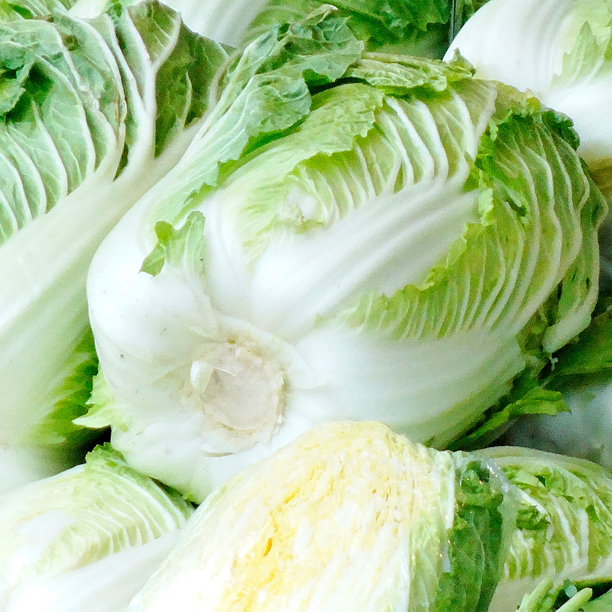 Chinese Cabbage Seeds - Hwi Mo Ri - Hybrid -1 g Packet ~40 Seeds - Non-GMO, F1 Hybrid - Asian Garden Vegetable