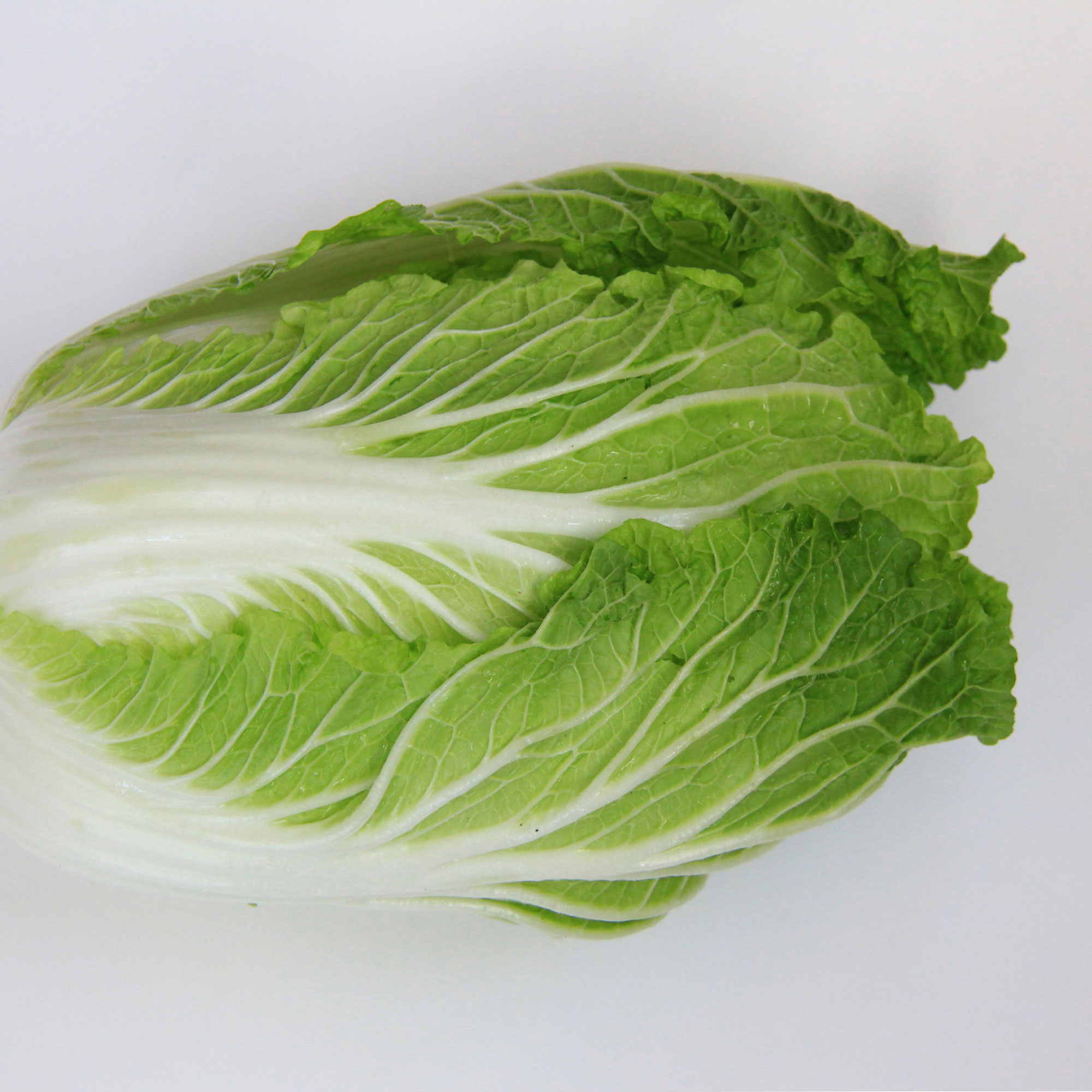 Chinese Cabbage Seeds - Kyoto No. 3 -1 Oz ~7600 Seeds - Non-GMO, Heirloom - Asian Garden Vegetable &amp; Microgreens