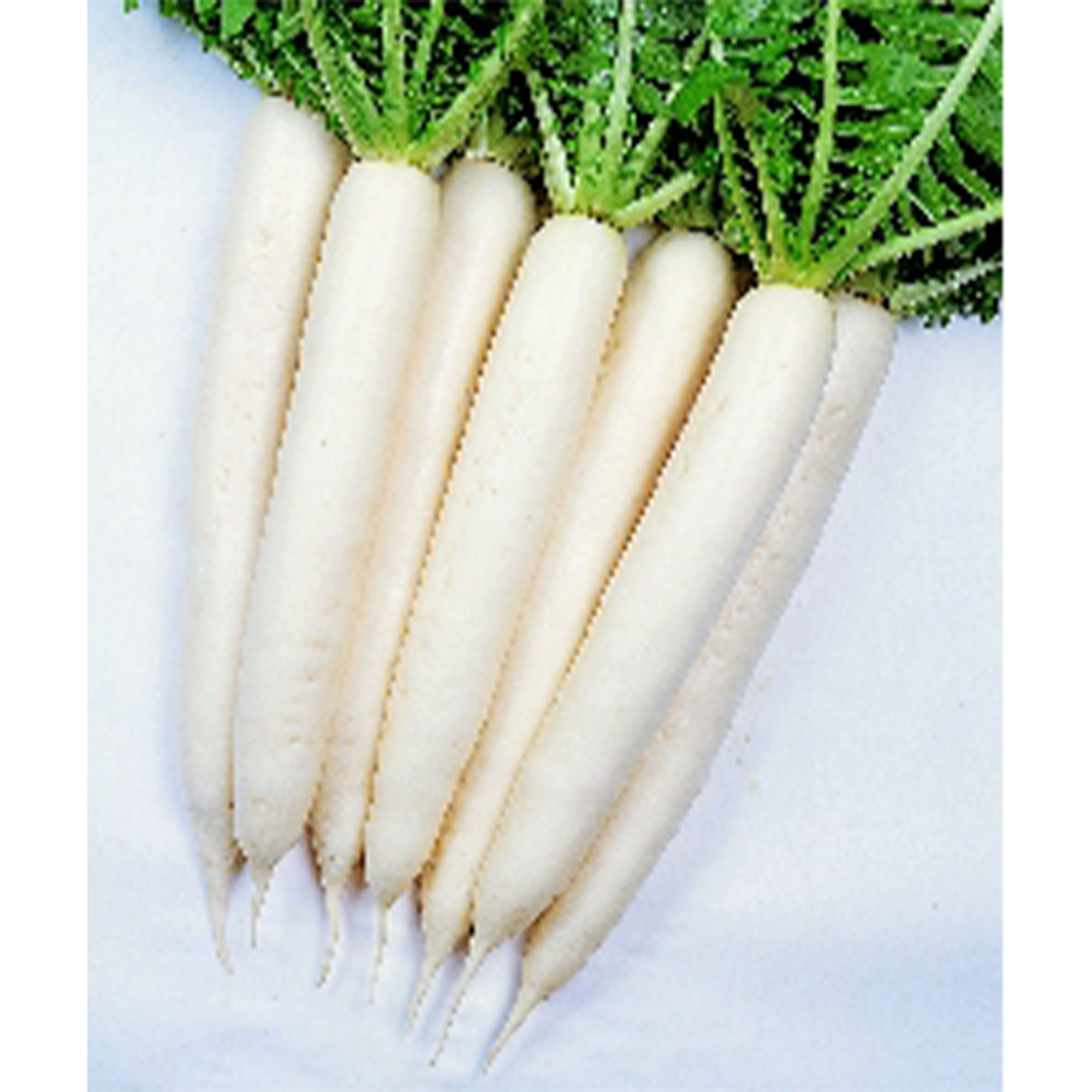 Radish Seeds - Minowase Summer Cross #3 - Hybrid -1 g Packet ~126 Seeds - Non-GMO, F1 Hybrid - Vegetable Garden