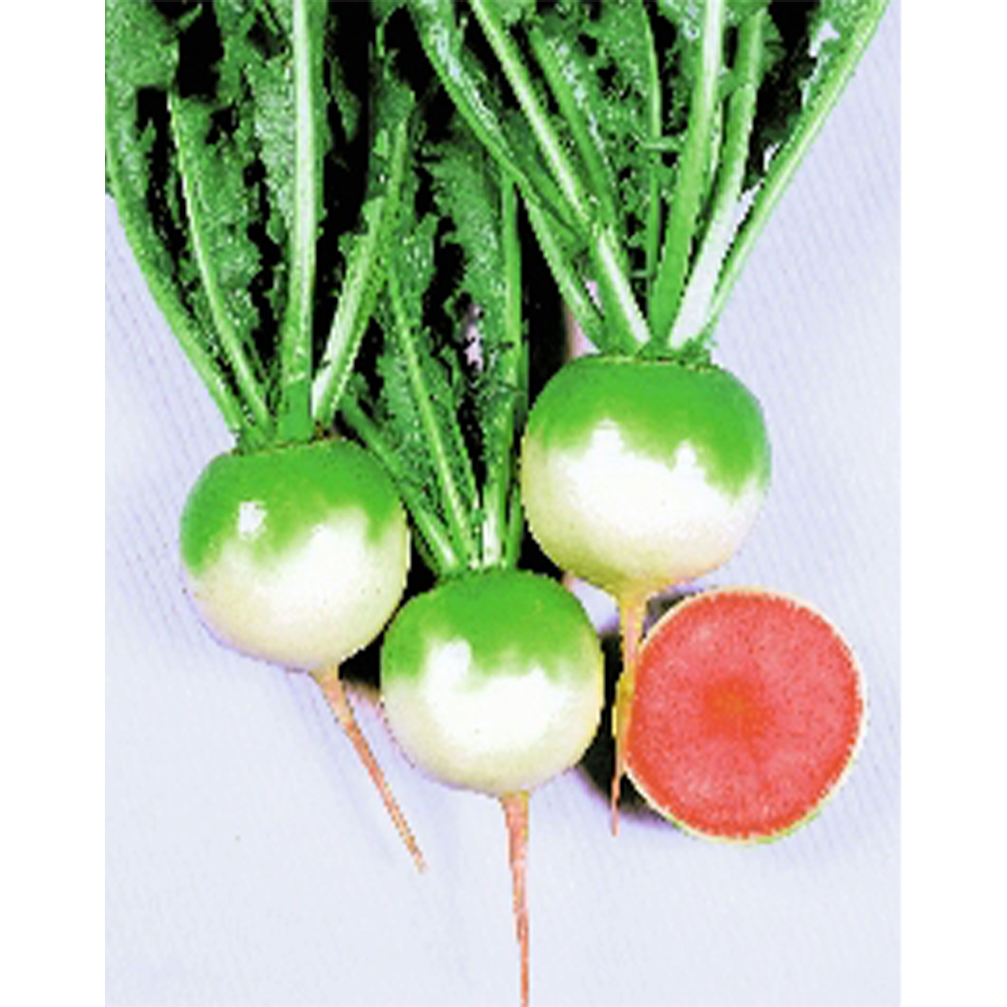 Radish Seeds - Chinese - Red Meat -2 g Packet ~200 Seeds - Non-GMO, Heirloom - Asian Garden Vegetable &amp; Microgreens