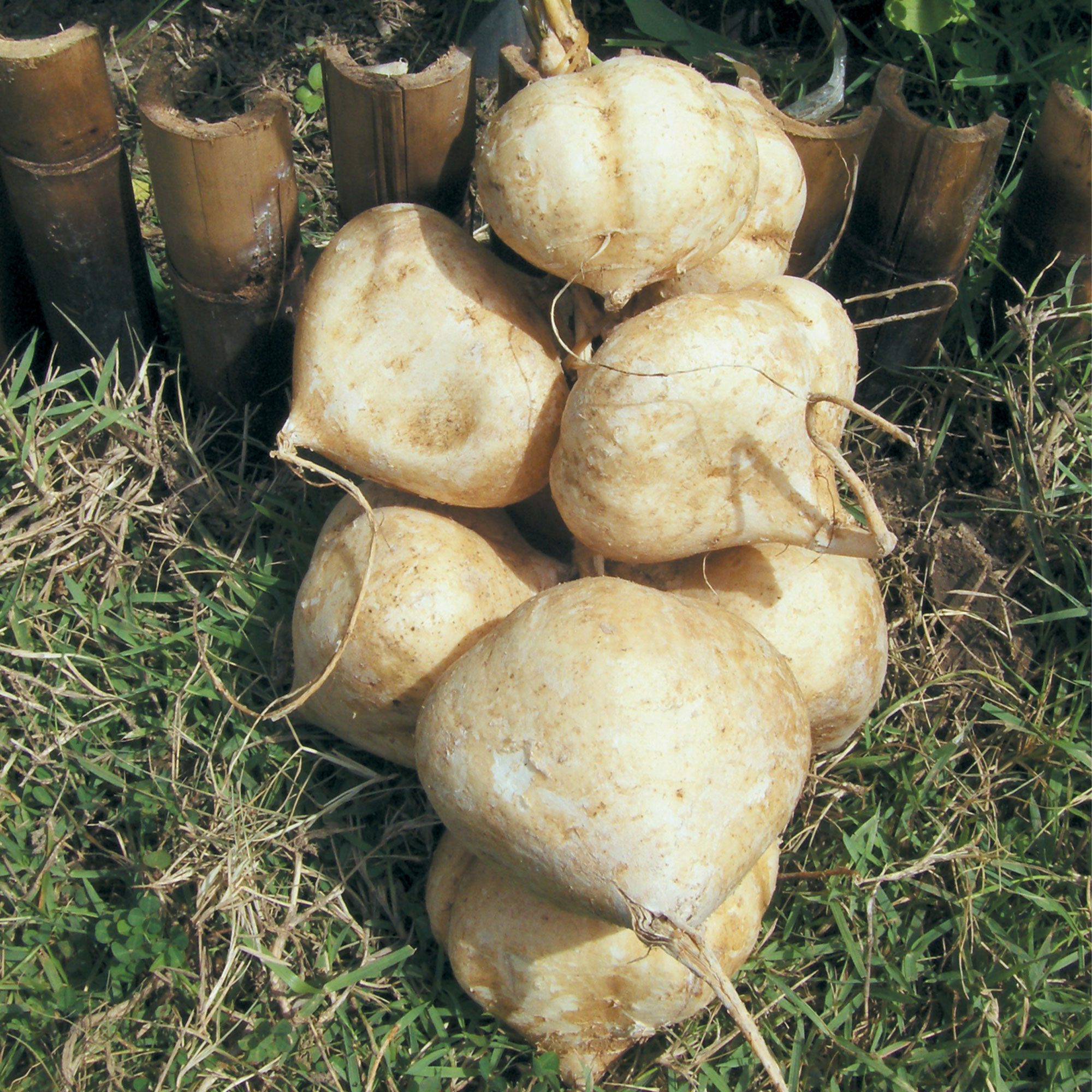 Jicama Seeds - Thai -1 Oz ~140 Seeds - Non-GMO, Heirloom - Asian Garden Vegetable