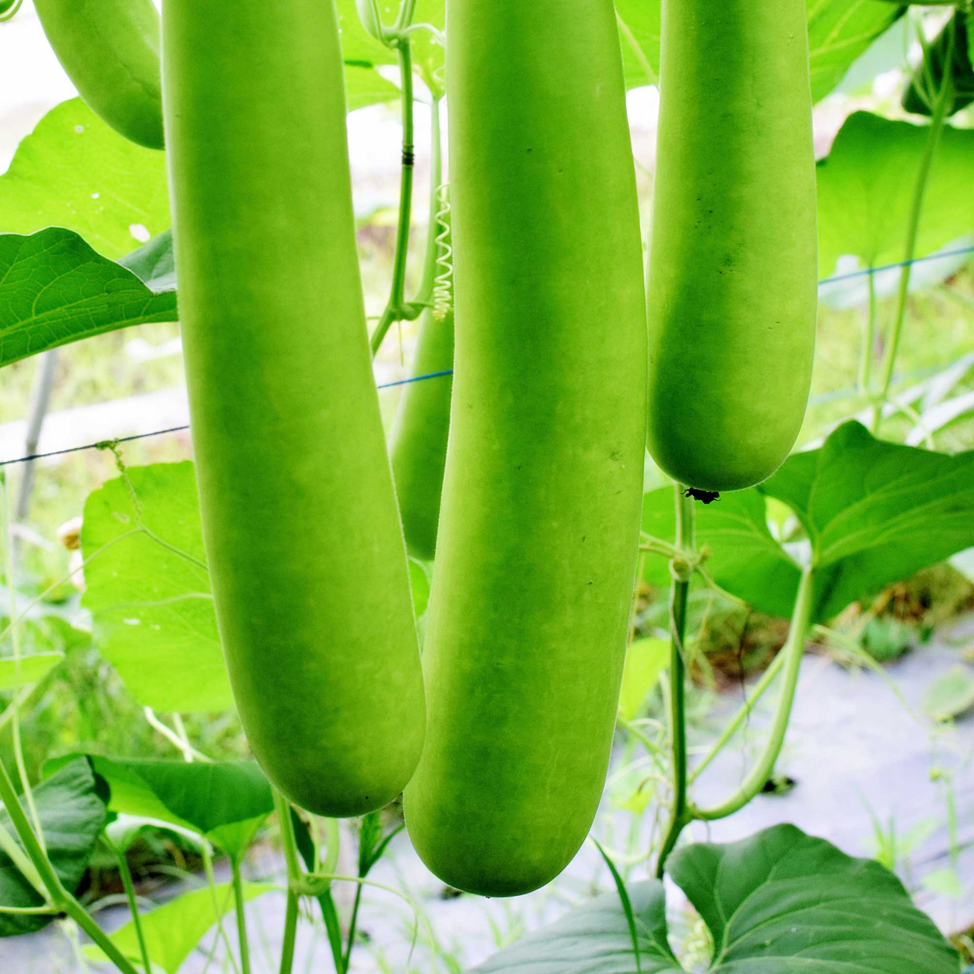 Gourd Seeds - Nam Tao Ngam - India Type - Hybrid -3 g Packet ~15 Seeds - Non-GMO, F1 Hybrid - Asian Garden Vegetable