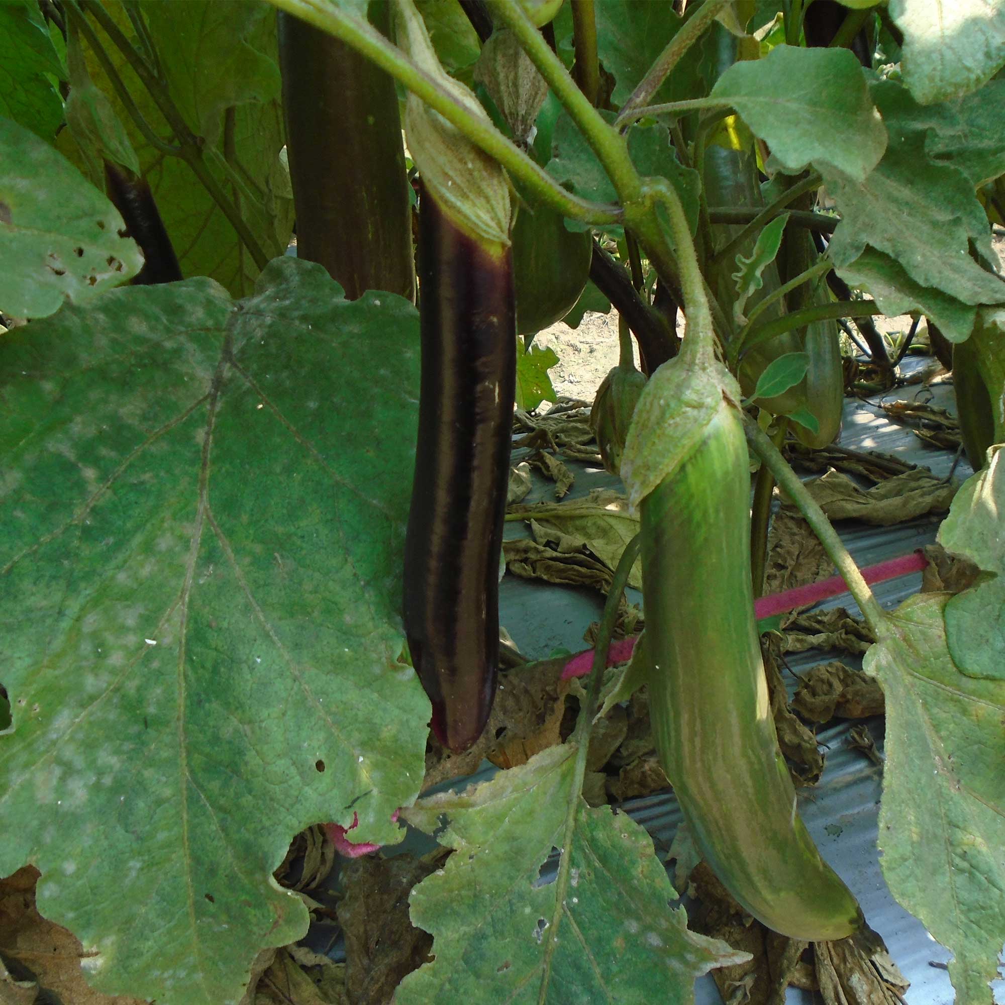 Eggplant Seeds - Talong Purple No.1 -500 Mg Packet ~100 Seeds - Non-GMO, Heirloom - Asian Garden Vegetable