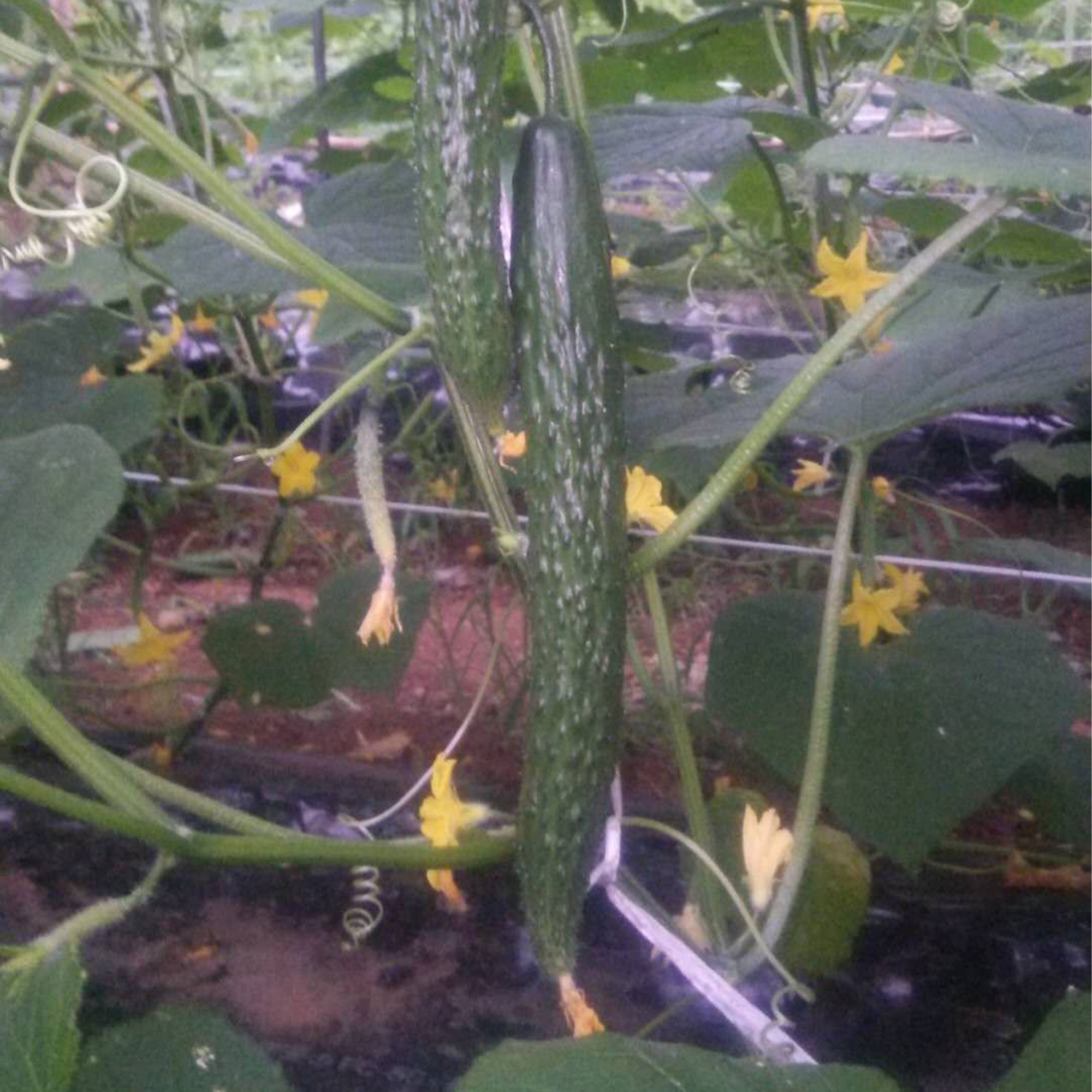 Cucumber Seeds - Dragon Suhyo Cross - Hybrid -500 Mg Packet ~20 Seeds - Non-GMO, F1 Hybrid - Asian Garden Vegetable