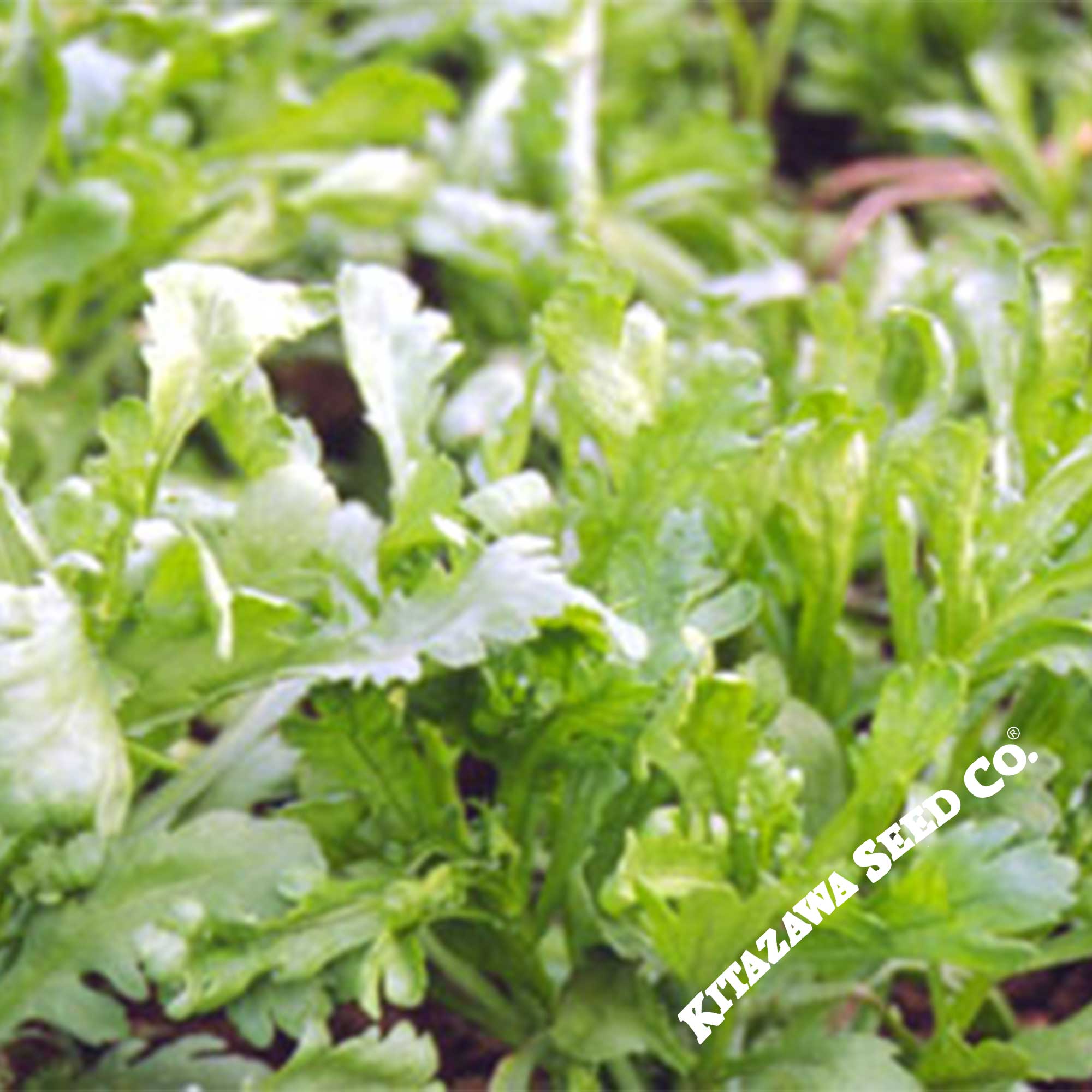 Chrysanthemum Greens Seeds - Garland Serrated Leaf -4 Oz ~34000 Seeds - Non-GMO, Heirloom - Asian Edible Flower &amp; Microgreens