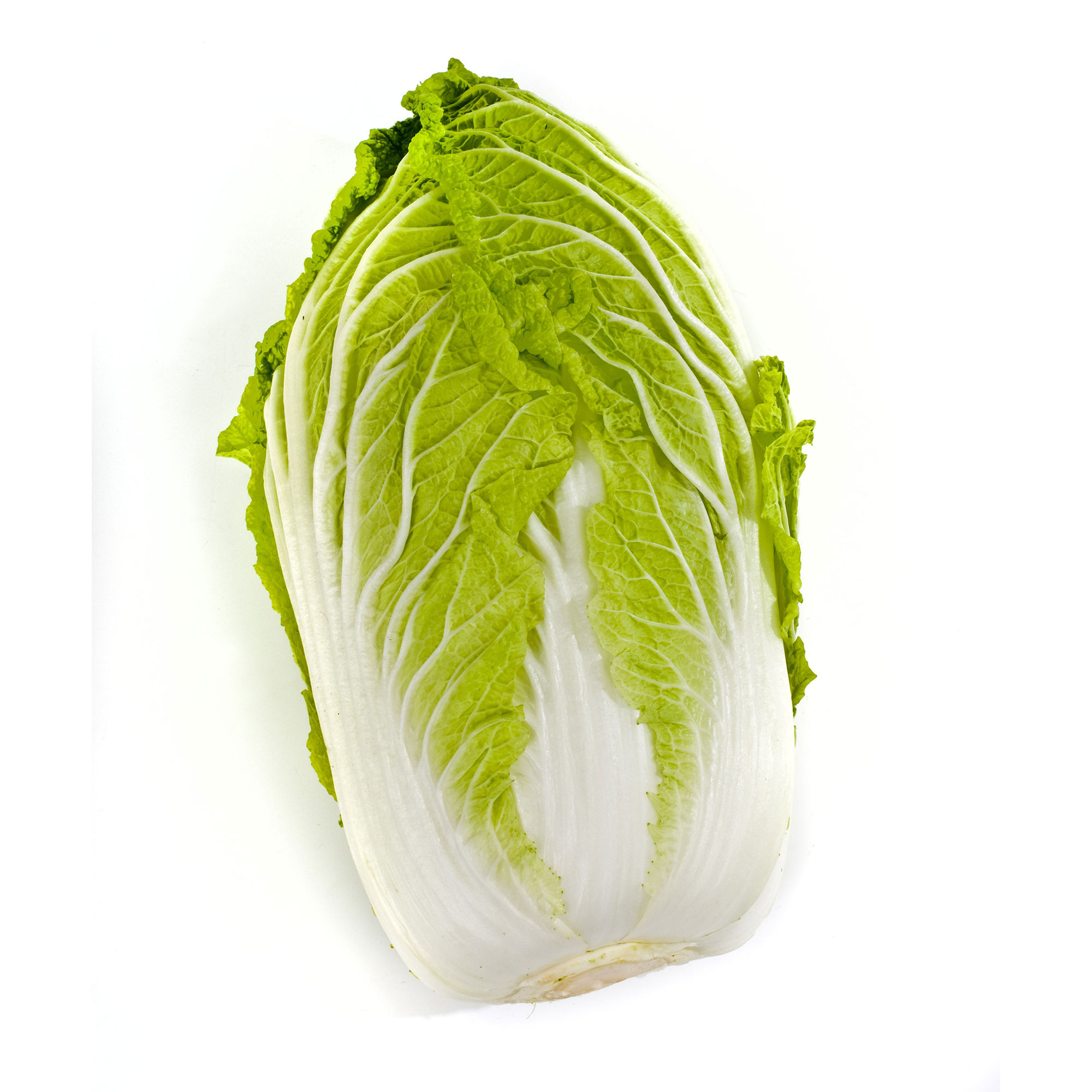 Chinese Cabbage Seeds - Matsushima No. 2 -2 g Packet ~620 Seeds - Non-GMO, Heirloom - Asian Garden Vegetable &amp; Microgreens