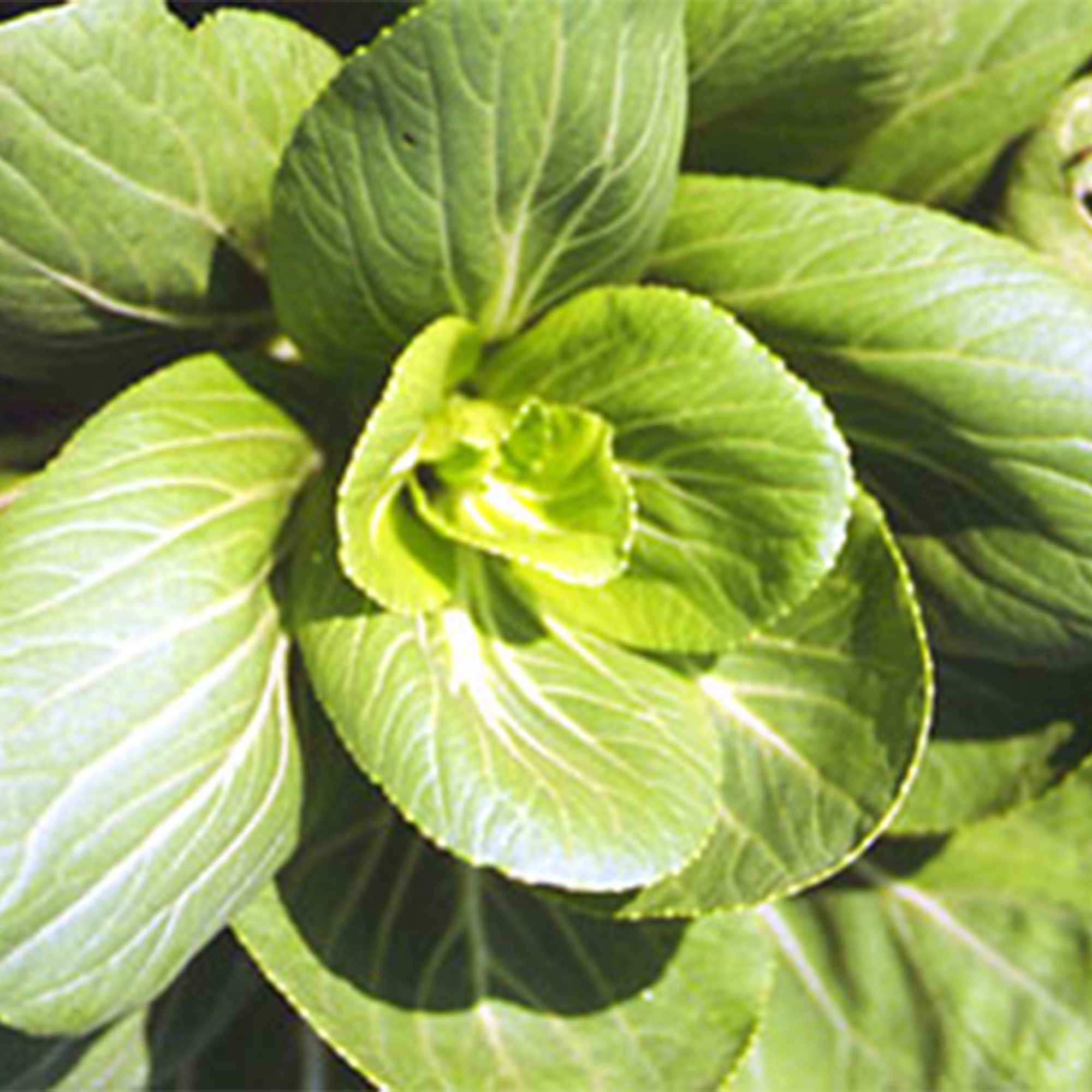 Cabbage, Seeds, Pak Choi - Green Stem Mei Qing - Hybrid -1 Oz ~11000 Seeds - Non-GMO, Heirloom - Asian Garden Vegetable