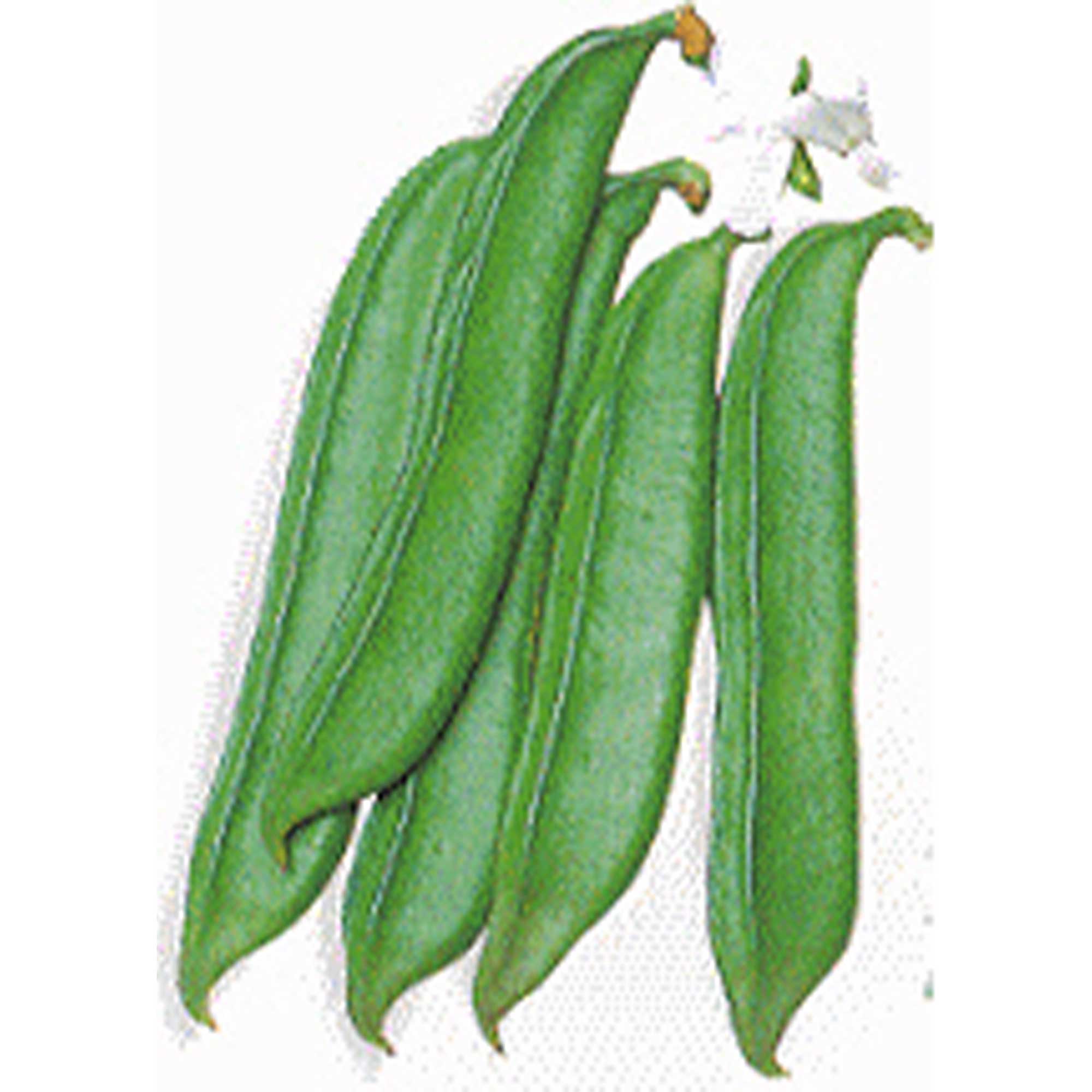 Sword Bean - Shironata Mame -4 Oz ~88 Seeds - Non-GMO, Heirloom - Asian Garden Vegetable