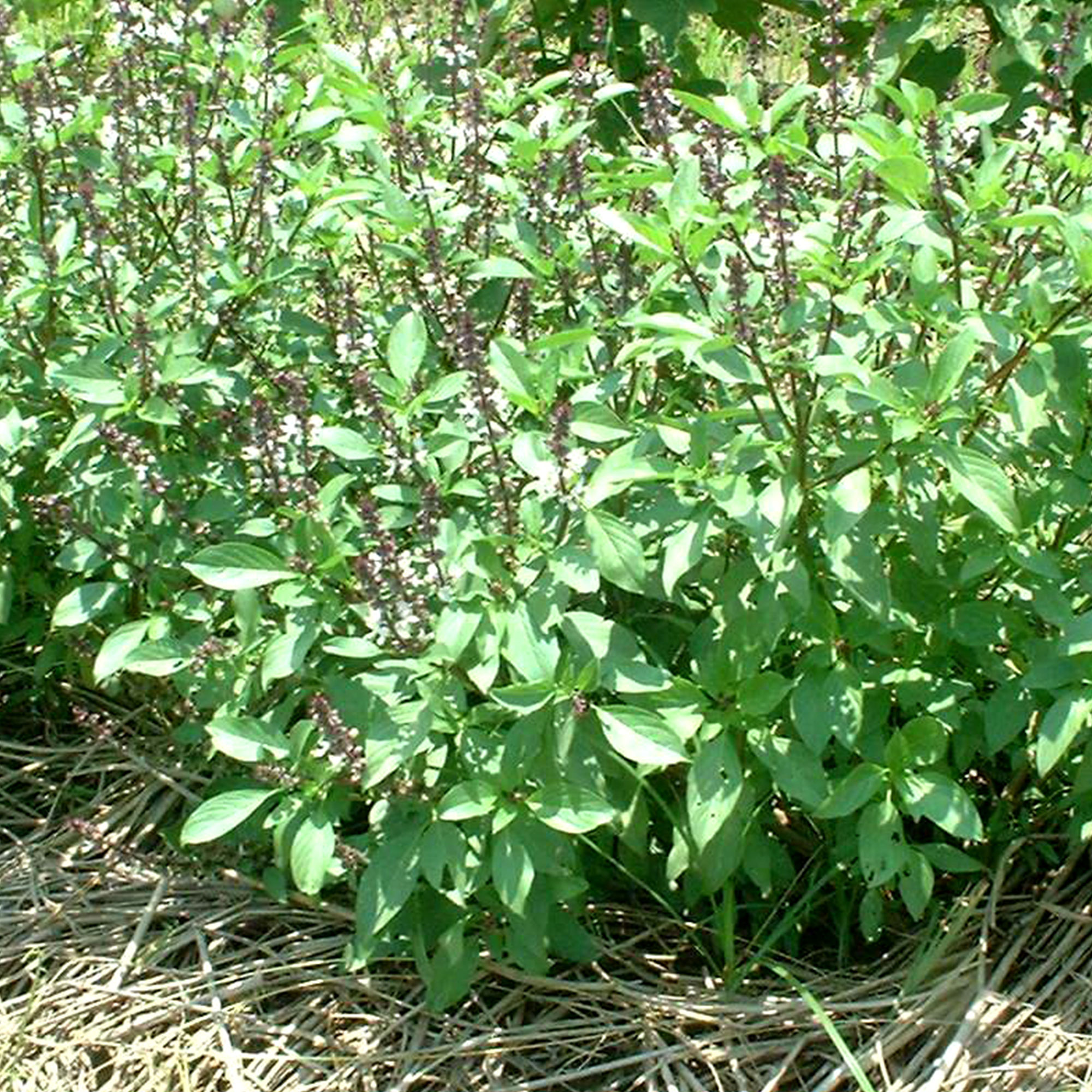 Basil Seeds - Thai Sweet Large Leaf -1 g Packet ~600 Seeds - Non-GMO, Heirloom - Microgreens &amp; Asian Herb Gardening