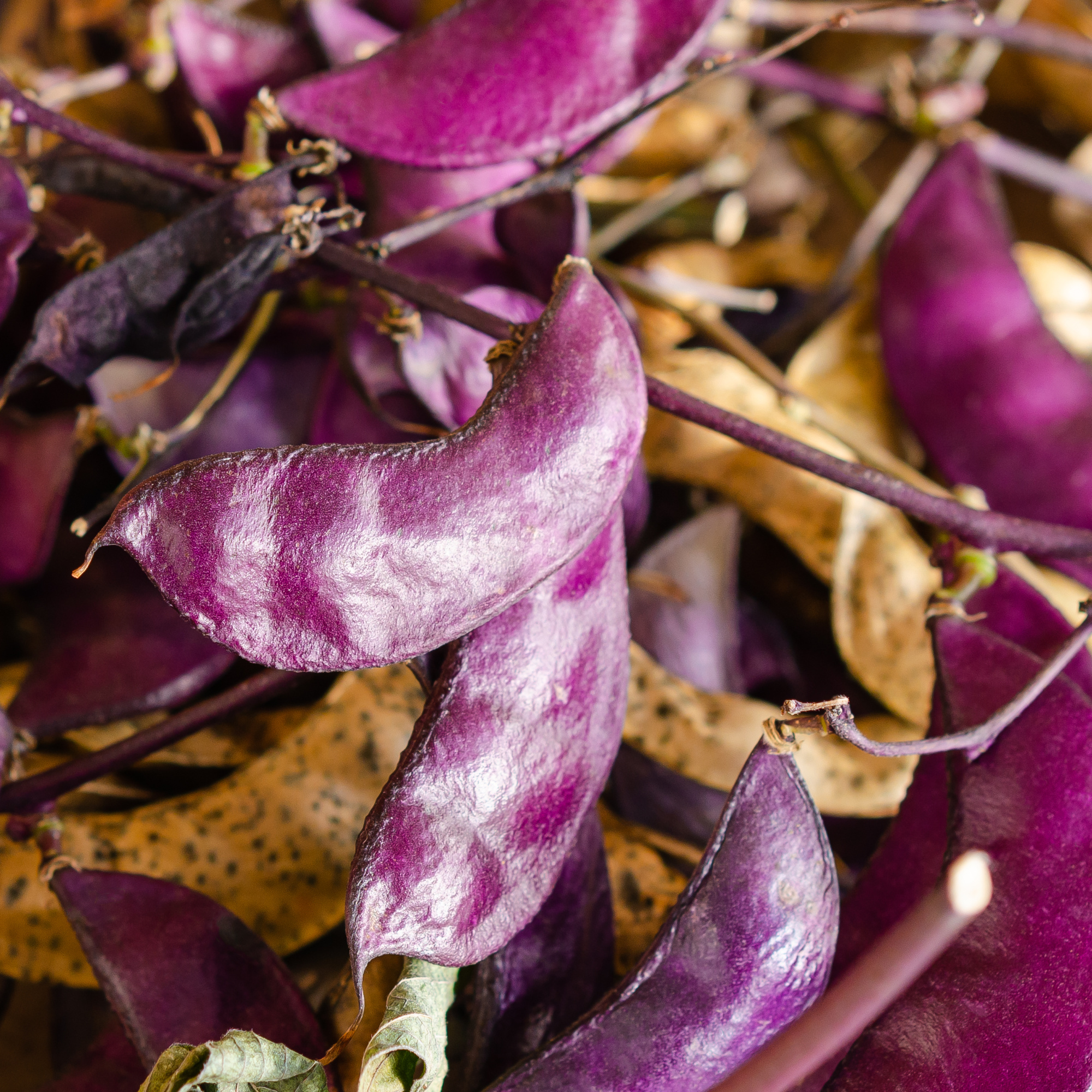 Hyacinth Bean - Purple Moon -4 g Packet ~25 Seeds - Non-GMO, Heirloom - Asian Garden Vegetable &amp; Flower