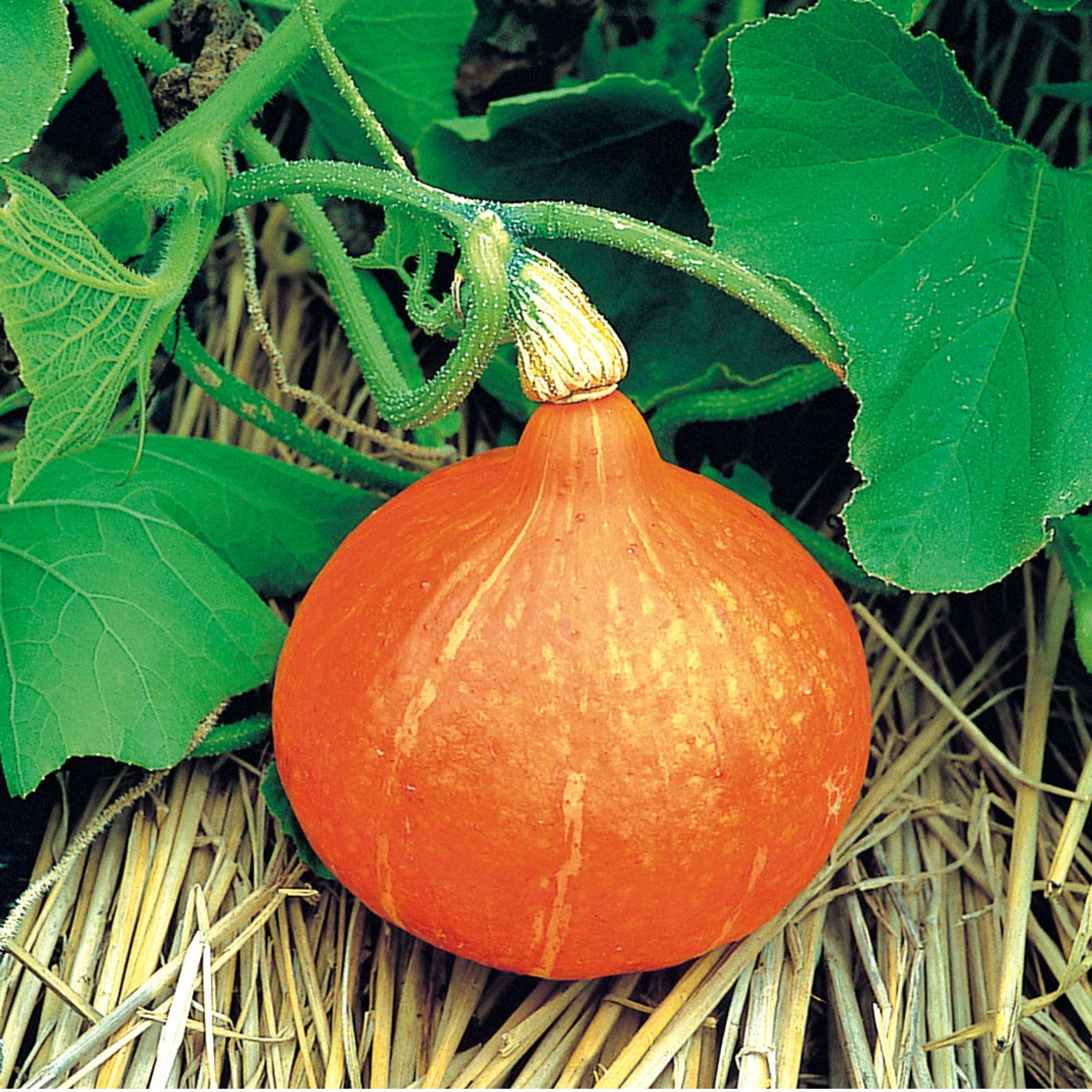 Red Uchiki Kuri Japanese Winter Squash Seeds - 2 g Packet ~9 Seeds - Asian - Buy Gardening Seeds Online