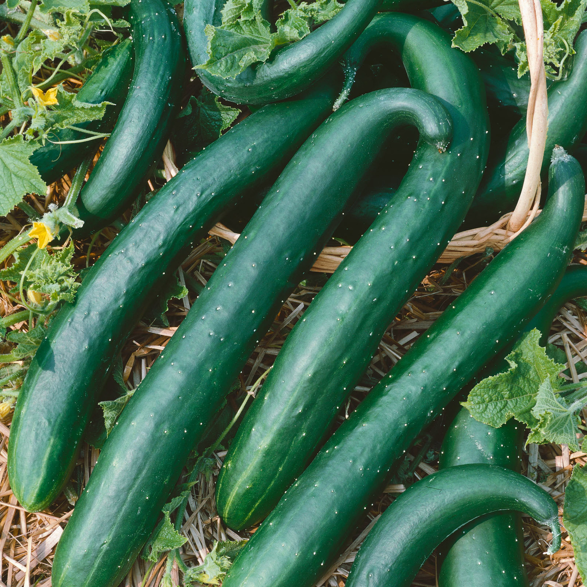 Green Dragon Burpless F1 Hybrid Cucumber Seeds - 1 Oz - Garden