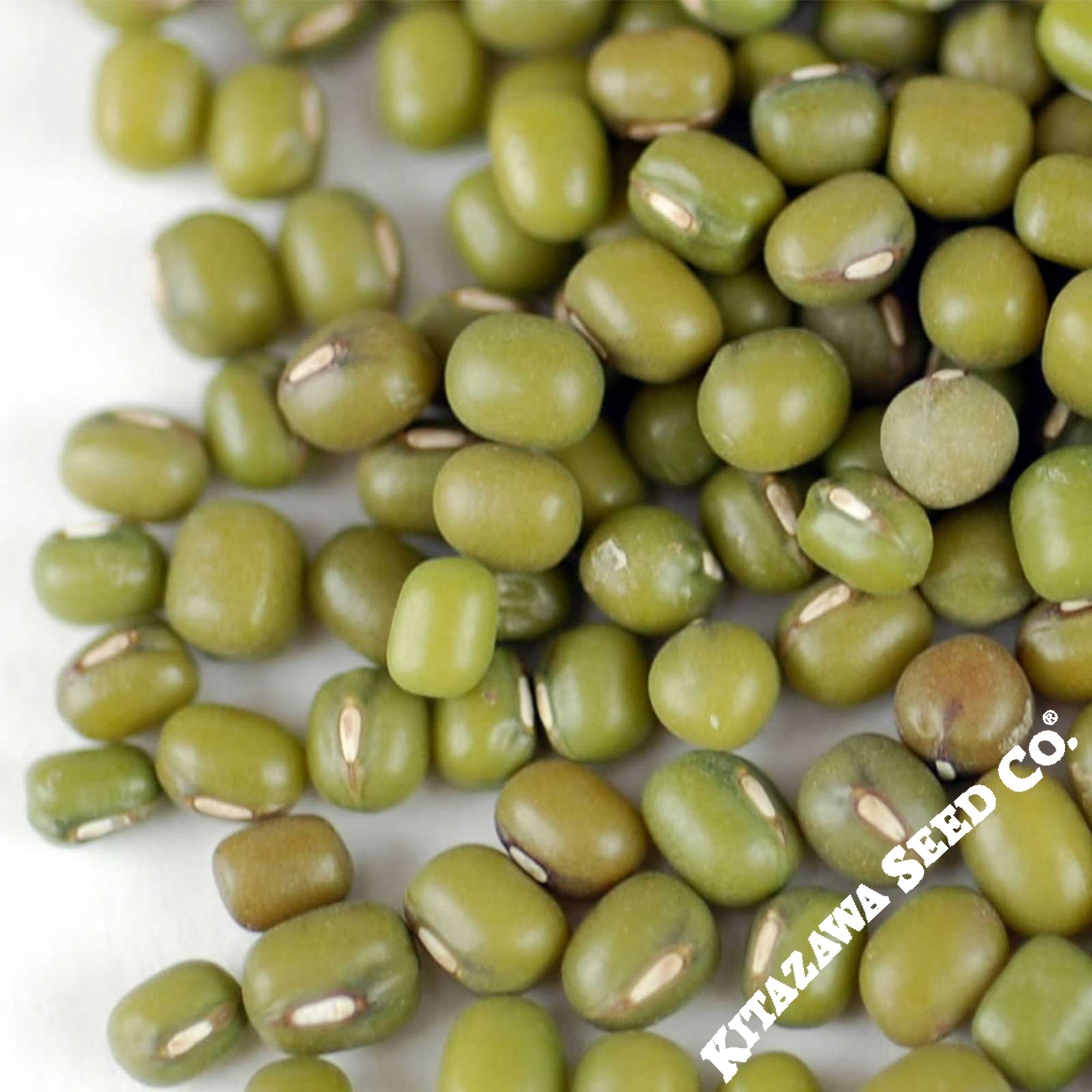 Mung Bean - Mappe Green -20 g Packet ~445 Seeds - Non-GMO, Heirloom - Asian Garden Vegetable &amp; Sprouts