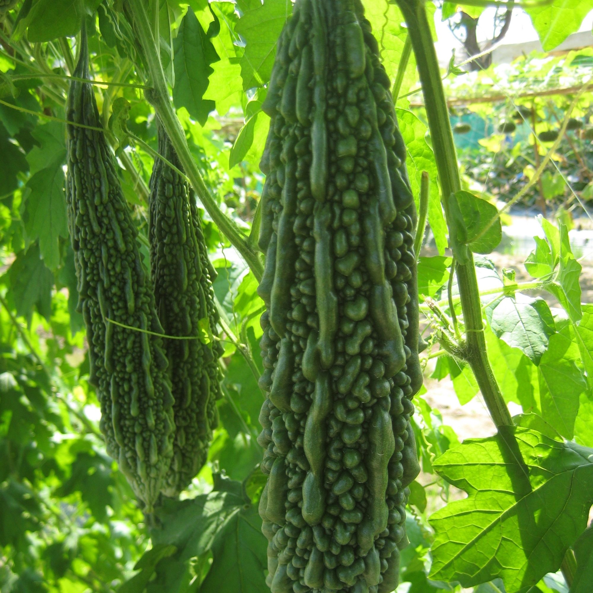 Gourd Seeds - Dark Jade - Hybrid -1 Oz ~140 Seeds - Non-GMO, F1 Hybrid - Asian Garden Vegetable