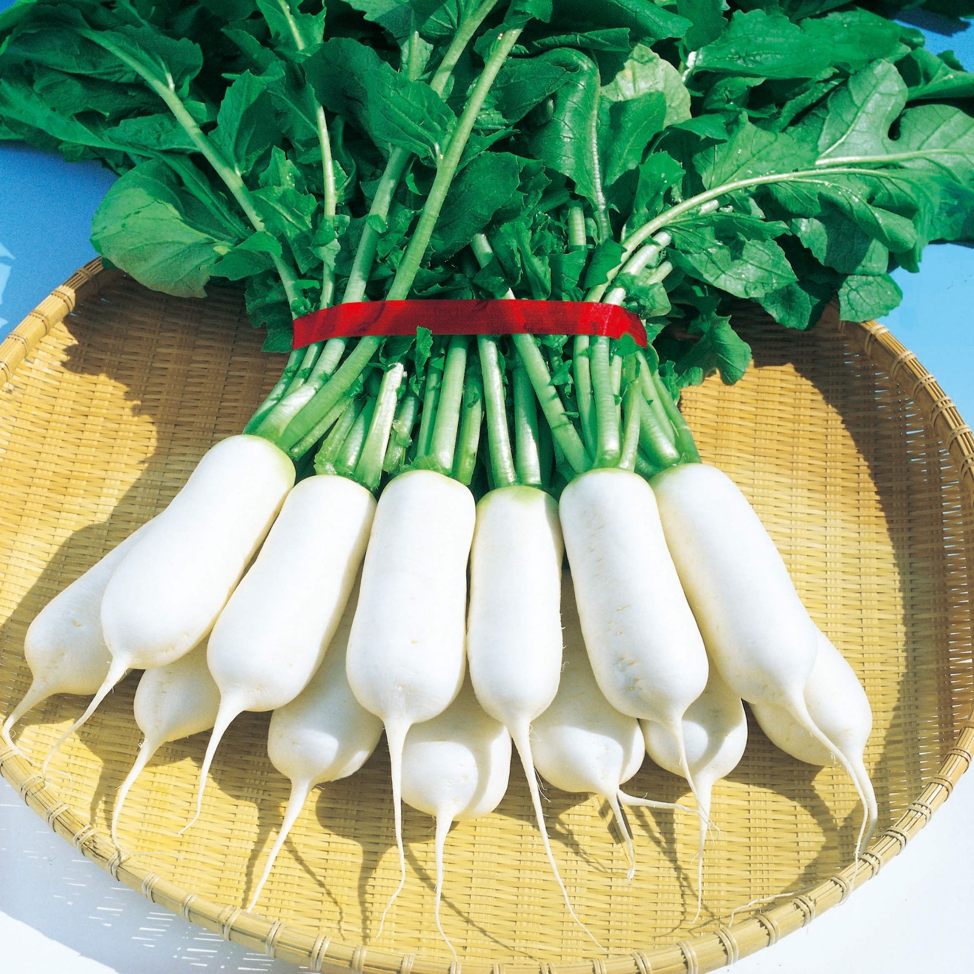 Radish Seeds - Korean - Sushiro - Hybrid -2 g Packet ~256 Seeds - Non-GMO, F1 Hybrid - Asian Garden Vegetable