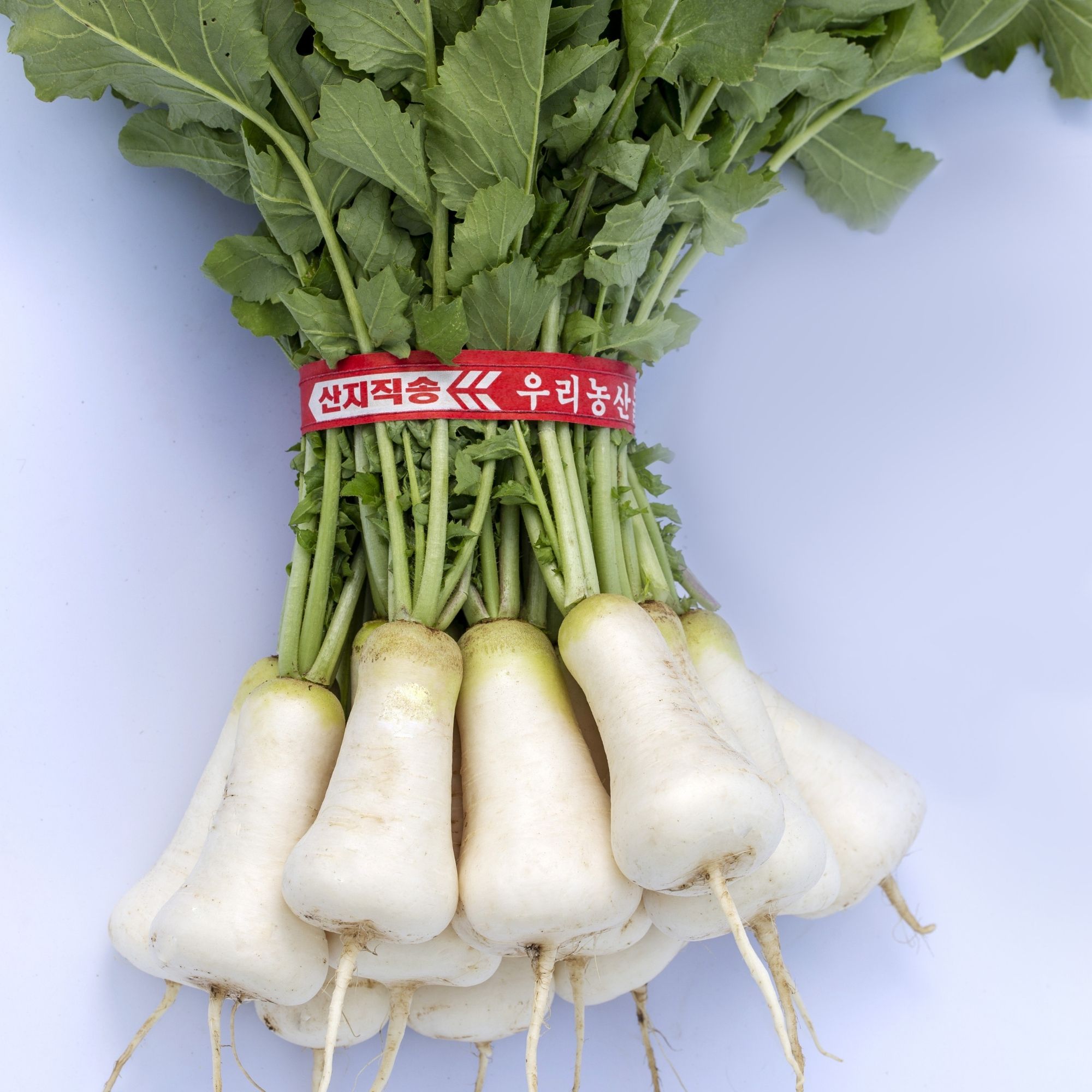 Radish Seeds - Korean - Altari Dochon 89 - Hybrid -2 g Packet ~512 Seeds - Non-GMO, F1 Hybrid - Asian Garden Vegetable