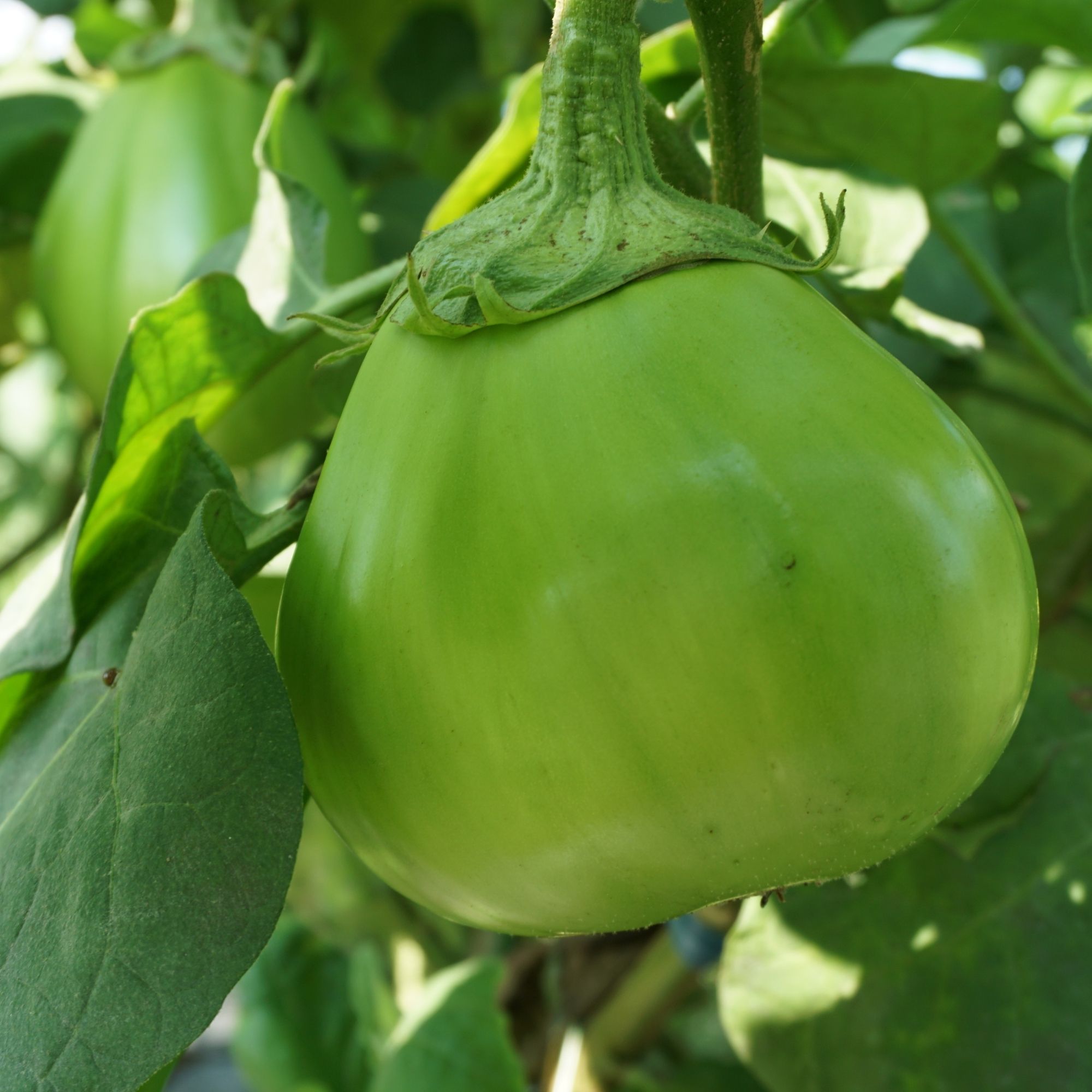 Eggplant Seeds - Ao Daimaru -1 Oz ~6250 Seeds - Non-GMO, Heirloom - Asian Garden Vegetable