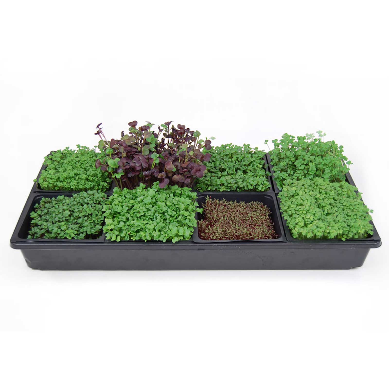 Sectional Hydroponic Microgreens Growing Kit - Micro Greens / Herbs