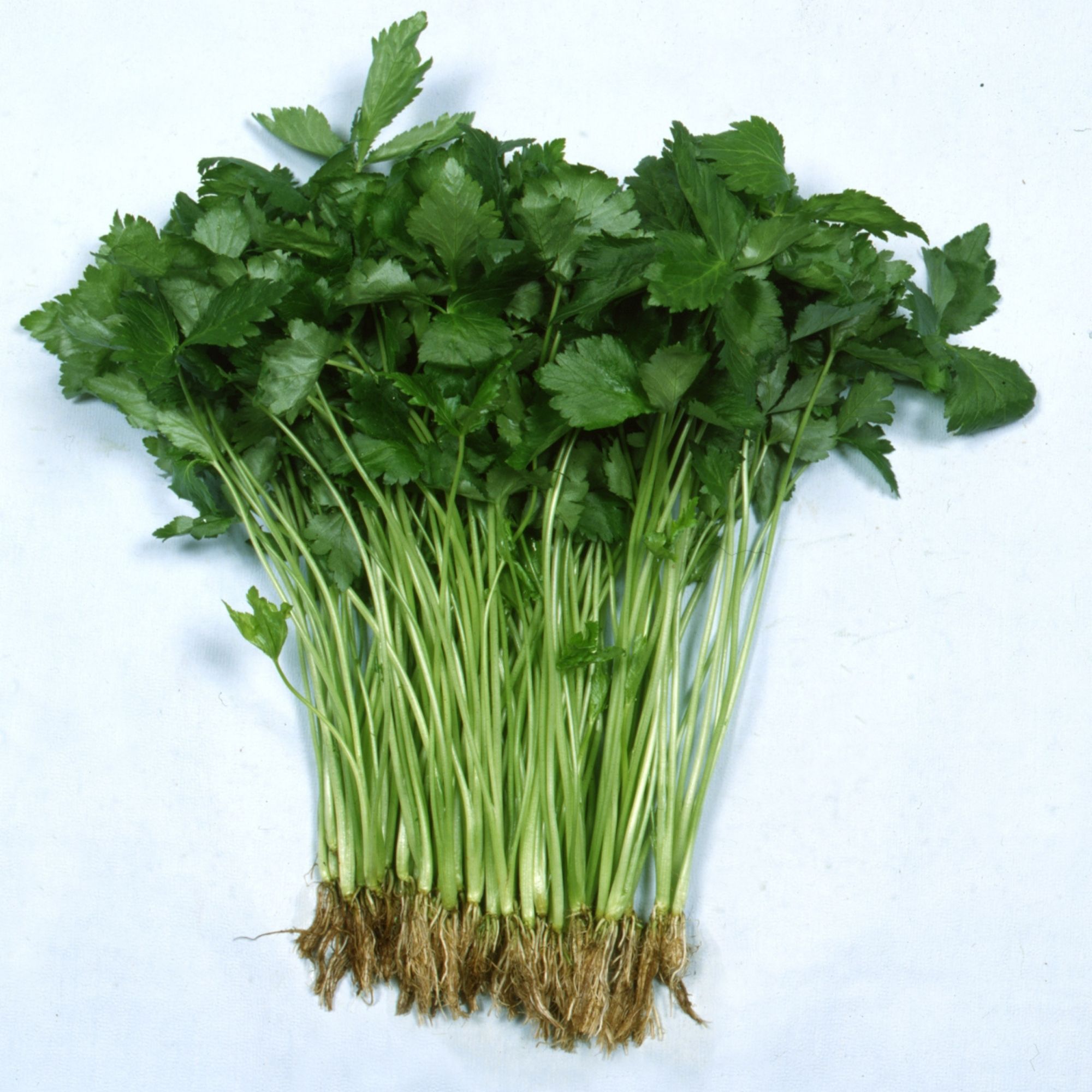 Parsley Seeds - Japanese - Mitsuba -1 Oz ~12500 Seeds - Non-GMO, Heirloom - Microgreens &amp; Asian Herb Gardening