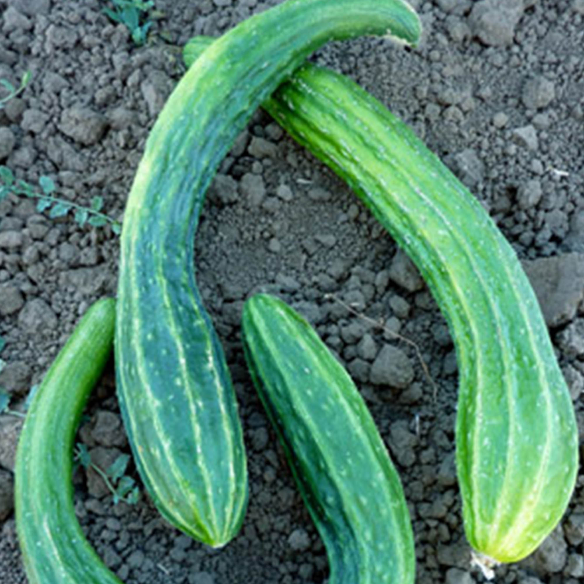 Organic Suyo Long Cucumber Seeds -1 OZ ~938-Heirloom, Vegetable Garden - Buy Non-GMO Cucumis sativus Farm &amp; Gardening Seeds Onli