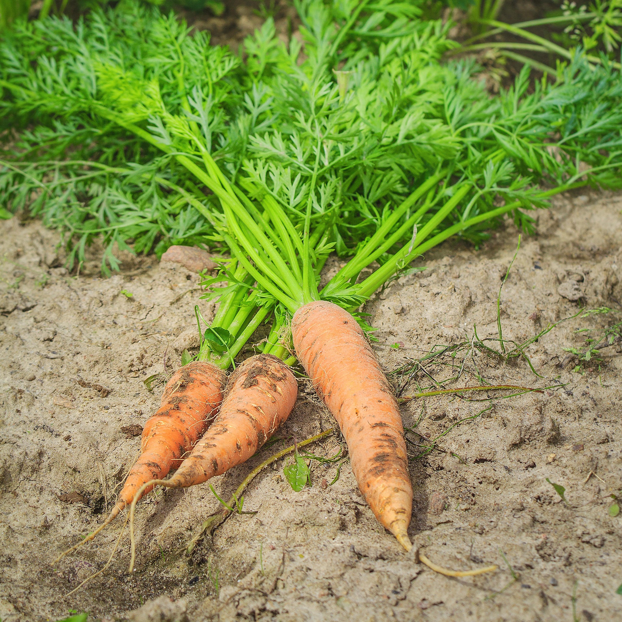 Carrot - Shin Kuroda 5 - Buy Non-GMO Daucus carota var. sativus Farm &amp; Gardening Seeds Online