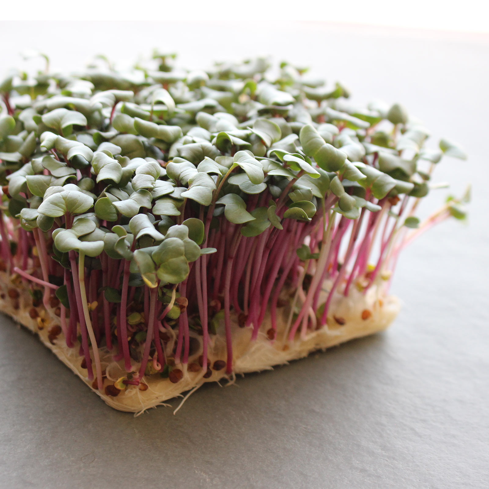 Radish Seeds - Hong Vit -4 Oz ~14000 Seeds - Non-GMO, Heirloom - Asian Garden Vegetable &amp; Microgreens