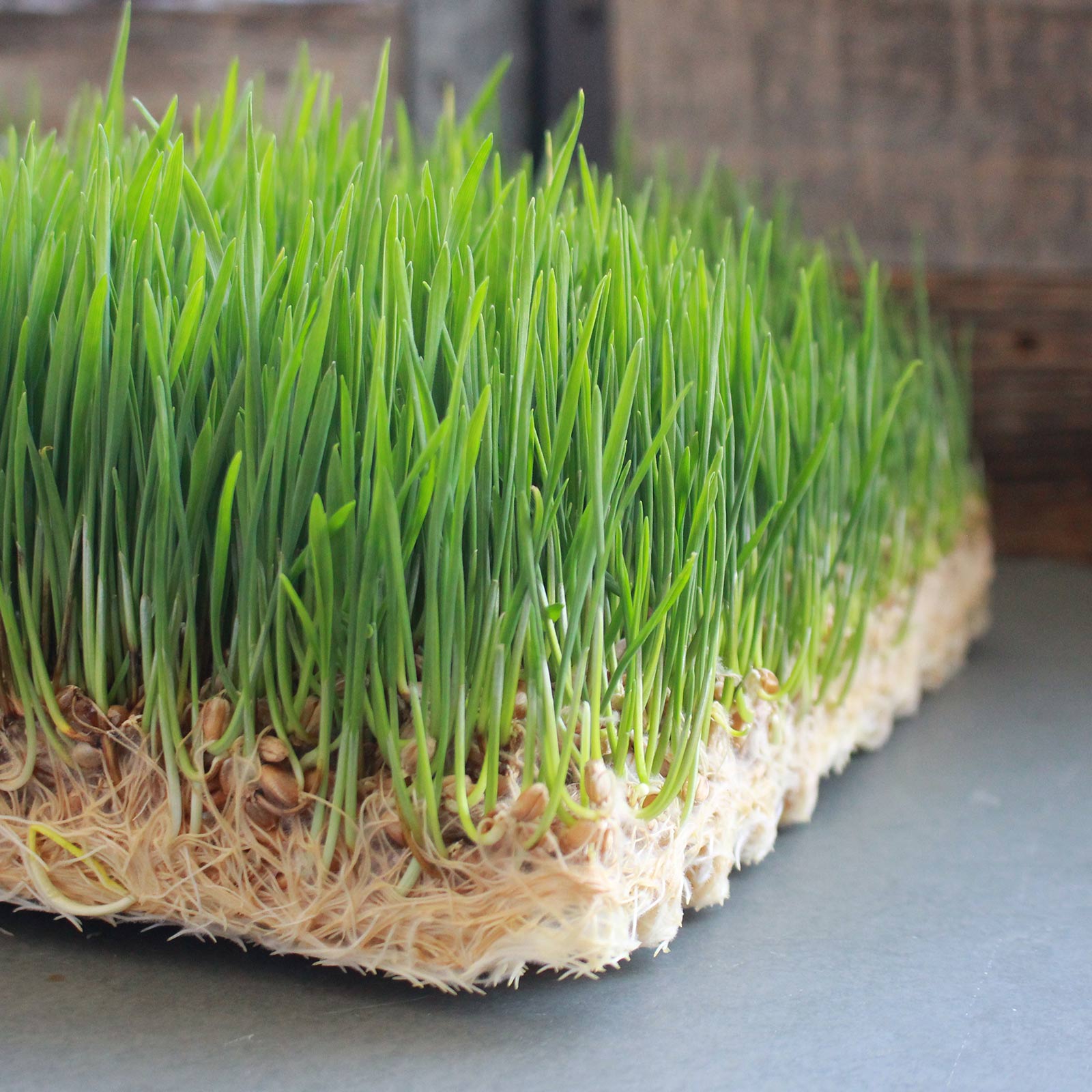 Jute Microgreens Grow Mats - 10x20 In - For 1020 Growing Trays - 150 Pads - Growing Micro Greens, Microgreens, Wheatgrass, Wheat