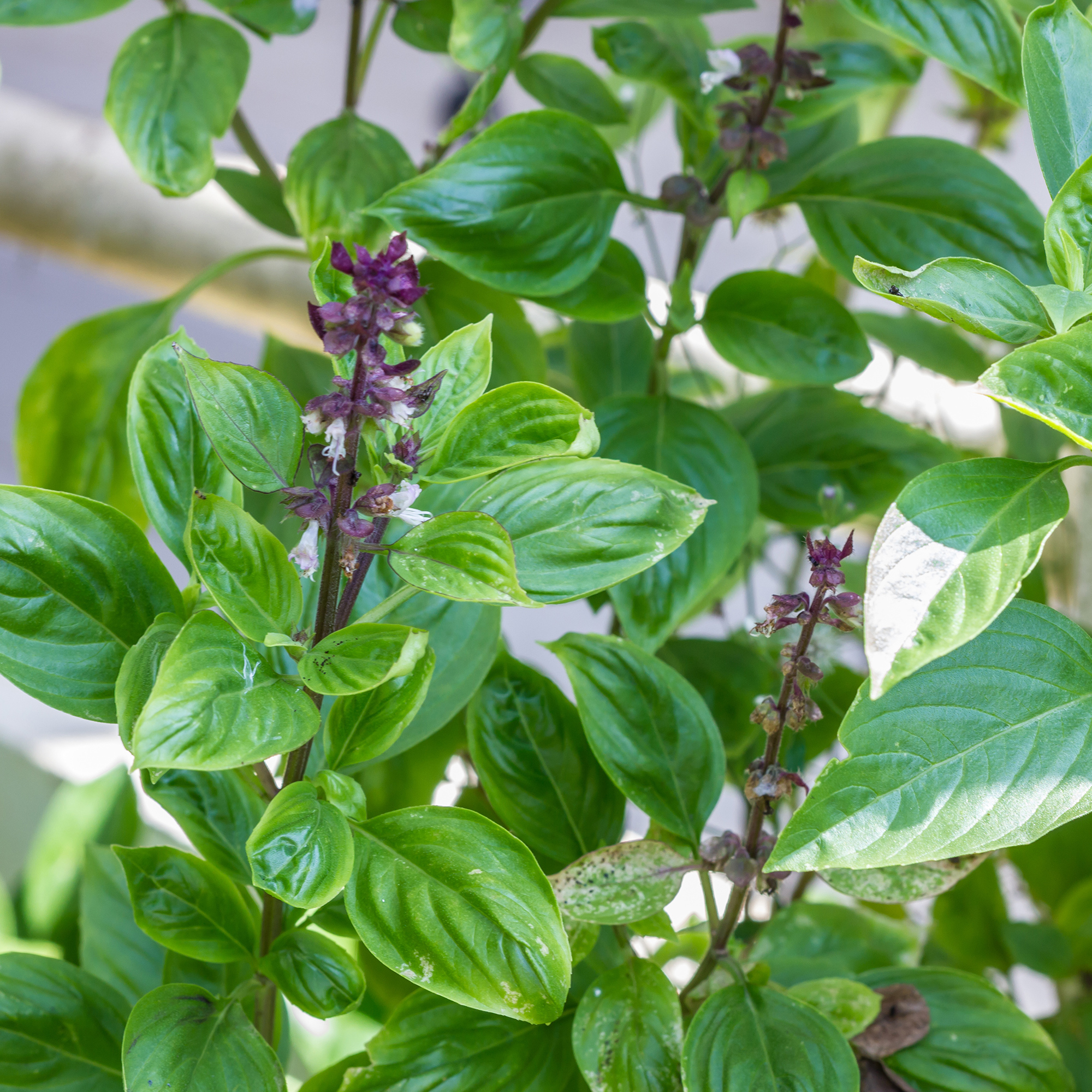 Basil - Anise - 2 g Packet ~1000 Seeds - Culinary Herb Garden&amp; Micro Greens - Buy Non-GMO Ocimum basilicum Farm &amp; Gardening Seed