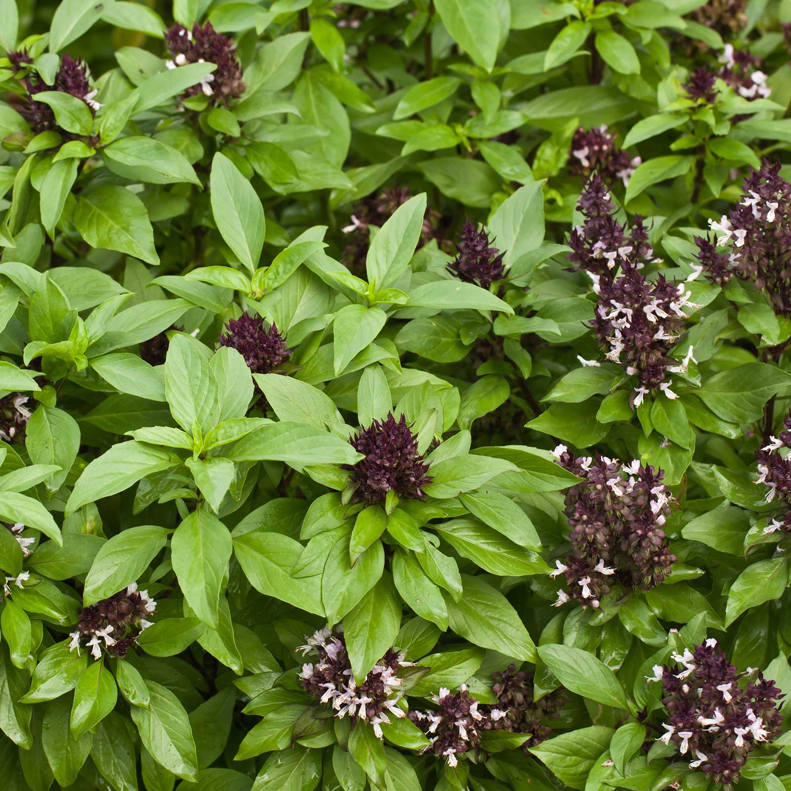 Basil Seeds - Siam Queen - 1/4 Oz - Heirloom - Culinary Herb Garden - Buy Non-GMO Ocimum basilicum Farm &amp; Gardening Seeds Online