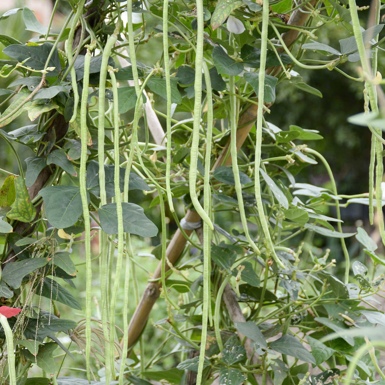 Pole Bean Garden - Oriental Yard Long - 15 g ~100 Seeds- Heirloom - Buy Non-GMO Vigna unguiculata sub sesquipedalis Farm &amp; Garde