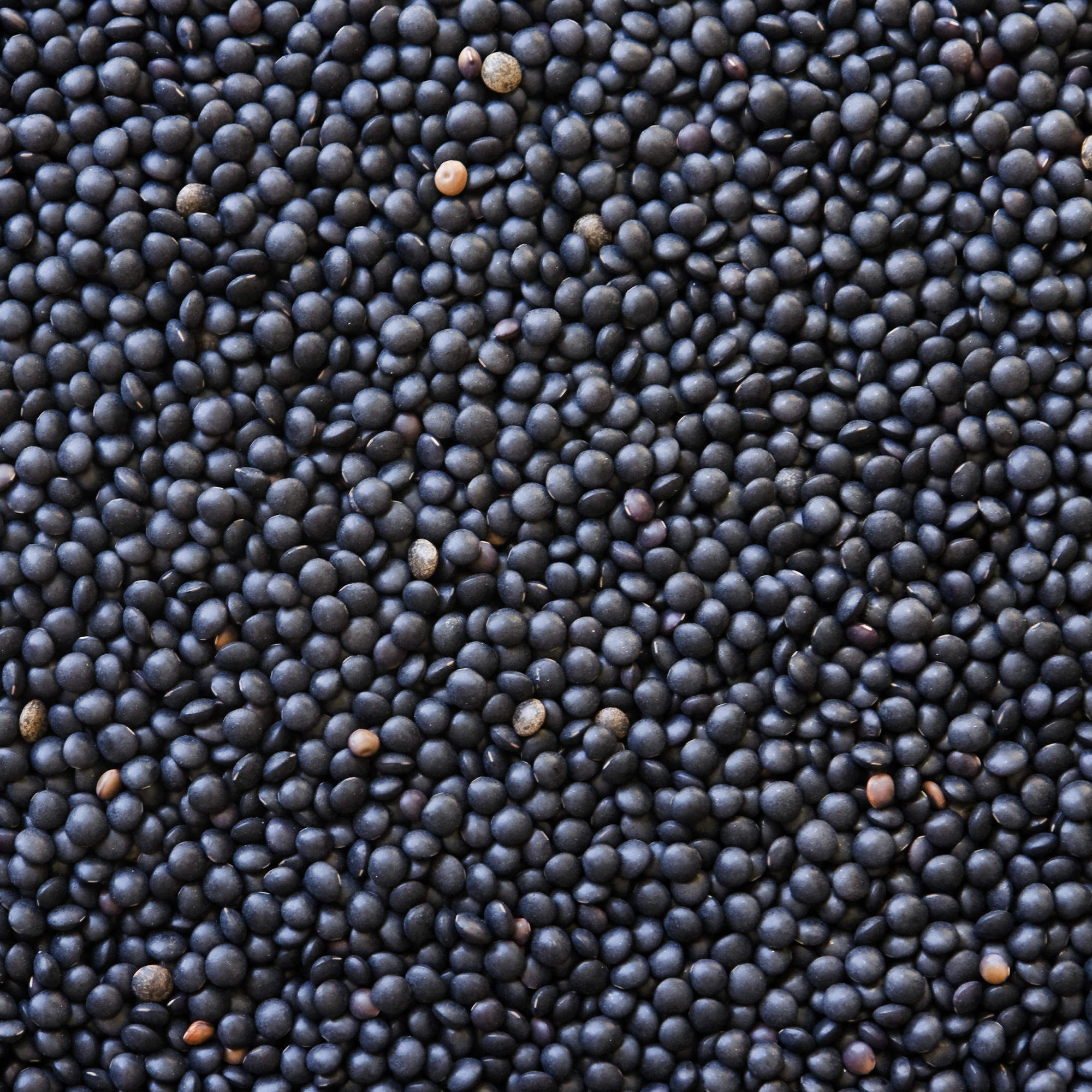 Unhulled Black Lentil Sprouting Seeds - Organic - 1 lb ~9,600 Seeds - Buy Non-GMO Vigna mungo Farm &amp; Gardening Seeds Online