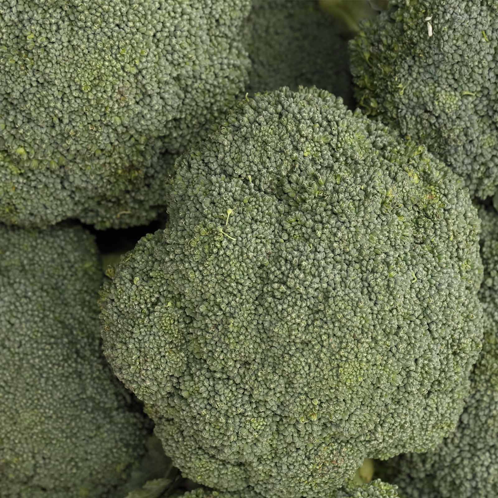 Seeds: Destiny Broccoli - Hybrid - 20 Seeds - Non-GMO Vegetable Garden - Buy Non-GMO Brassica oleracea var. italica Farm &amp; Garde