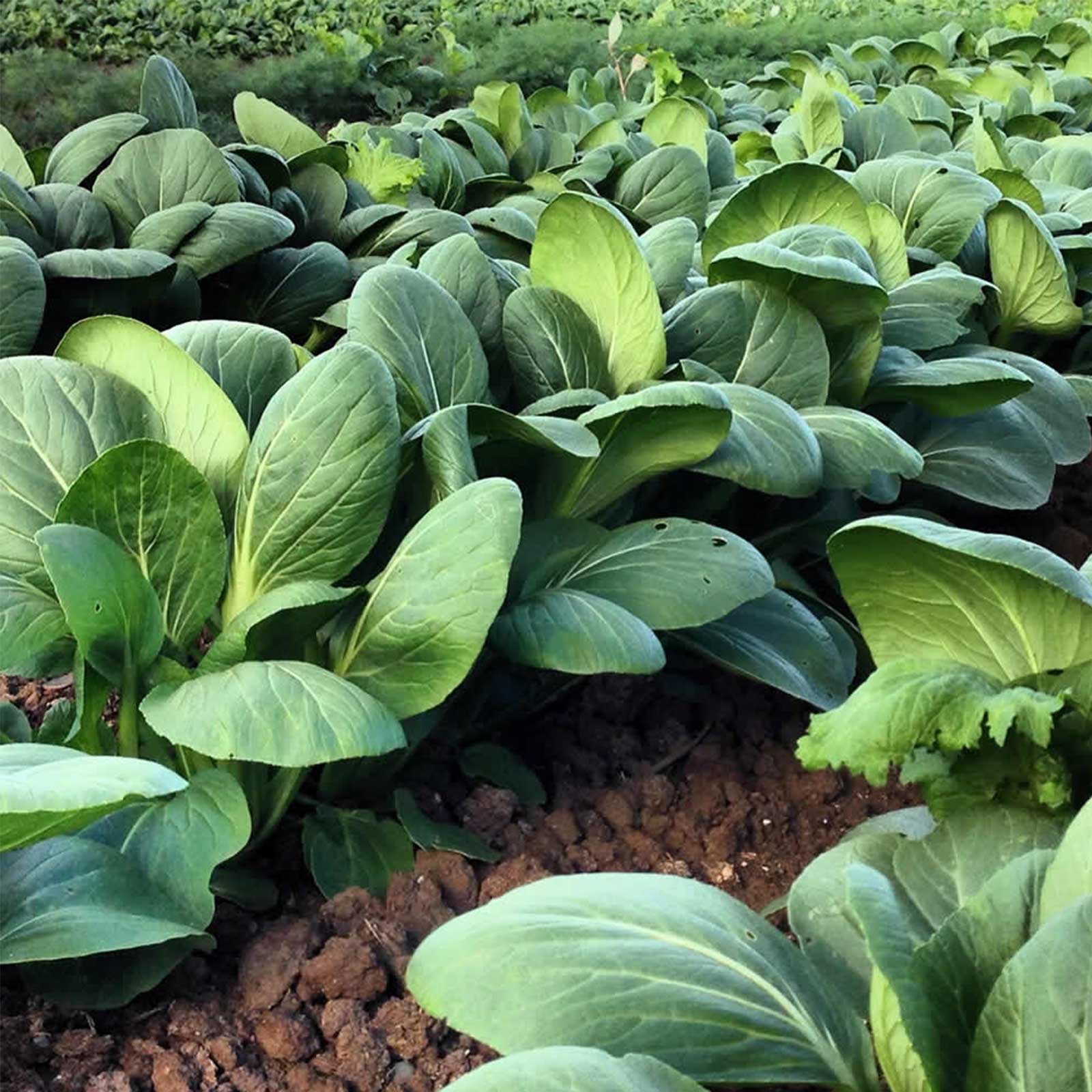 White Stem Pak Choi Cabbage- 4 g Packet ~900 Seeds- Non-GMO Bok Choi - Buy Non-GMO Brassica rapa subsp. chinensis Farm &amp; Gardeni