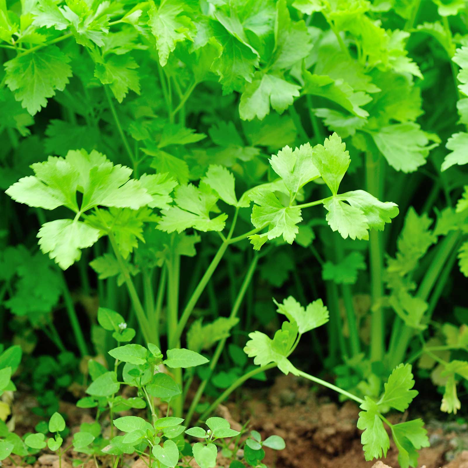 Seeds: Nan Ling Chinese Cutting Celery - 1 Oz-Non-GMO Vegetable Garden - Buy Non-GMO Apium graveolens var. secalinum Farm &amp; Gard