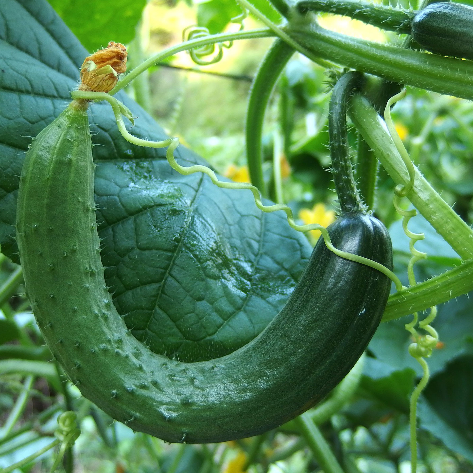 Cucumber - Chinese Snake Curved - 5 Lb ~76,000 Seeds - Non-GMO, Heirloom - Buy Non-GMO Cucumis sativus Farm &amp; Gardening Seeds On