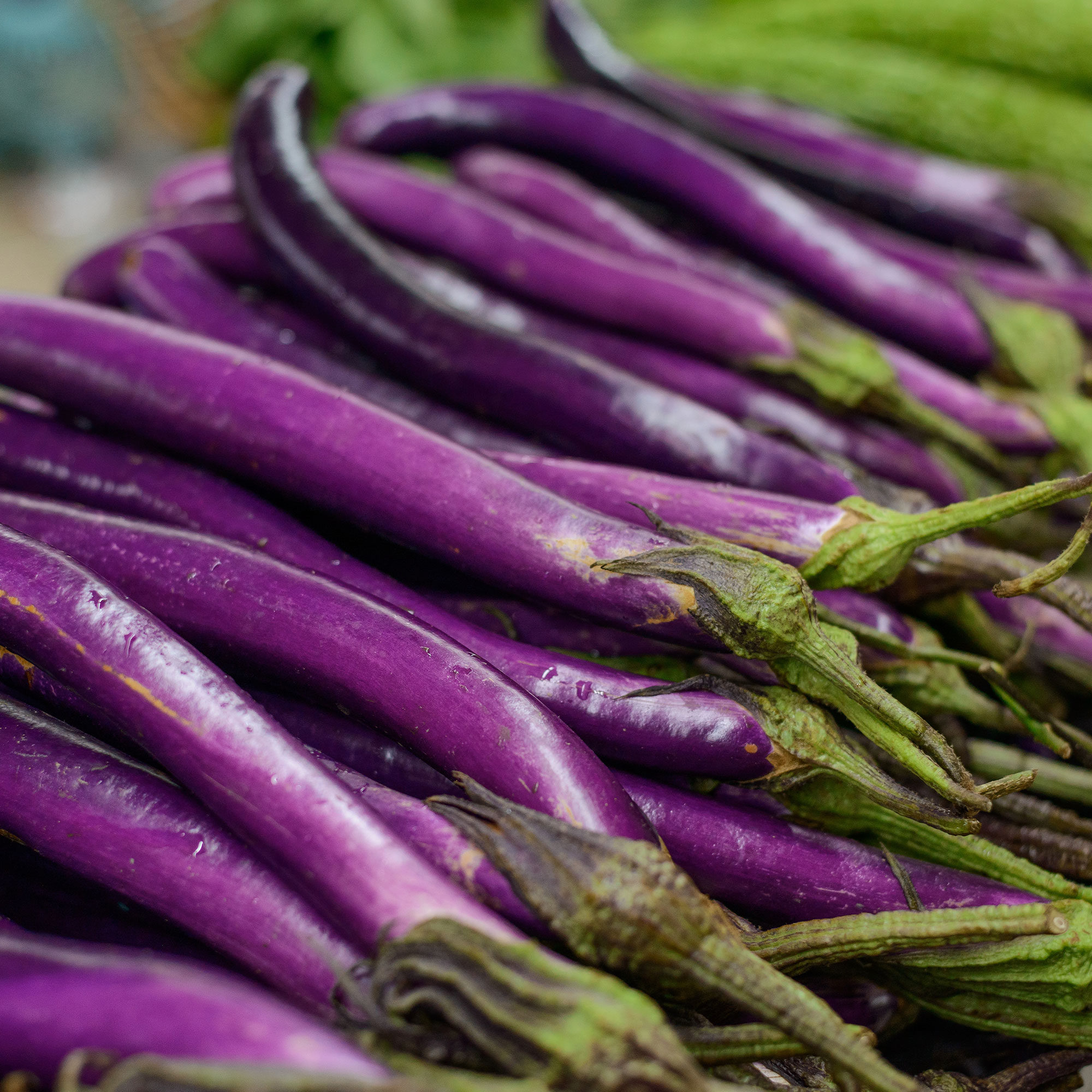 Eggplant Seeds -Long Ping Tung - 1 Oz ~6,500-Garden Vegetable, Non-GMO - Buy Non-GMO Solanum melongena Farm &amp; Gardening Seeds On