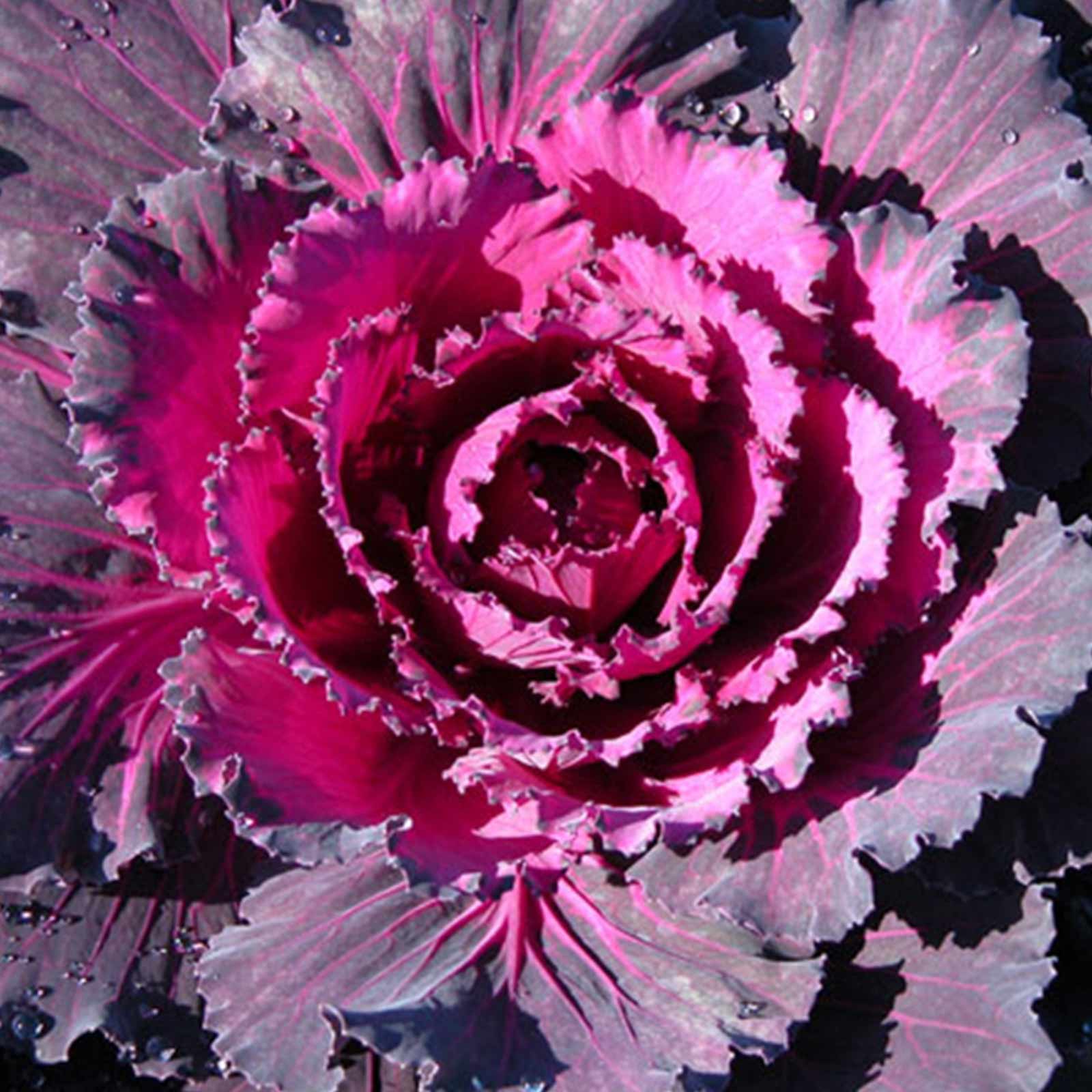 Seeds: Dynasty Series Osaka Flowering Cabbage Garden - Red - 100 Seed - Buy Non-GMO Brassica oleracea var. capitata Farm &amp; Garde