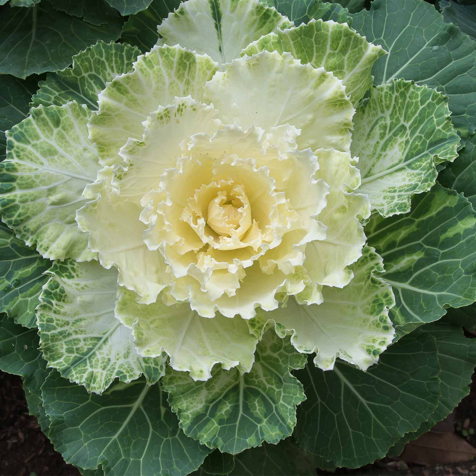 Seeds: Dynasty Series Osaka Flowering Cabbage Garden -White -100 Seed - Buy Non-GMO Brassica oleracea var. capitata Farm &amp; Garde