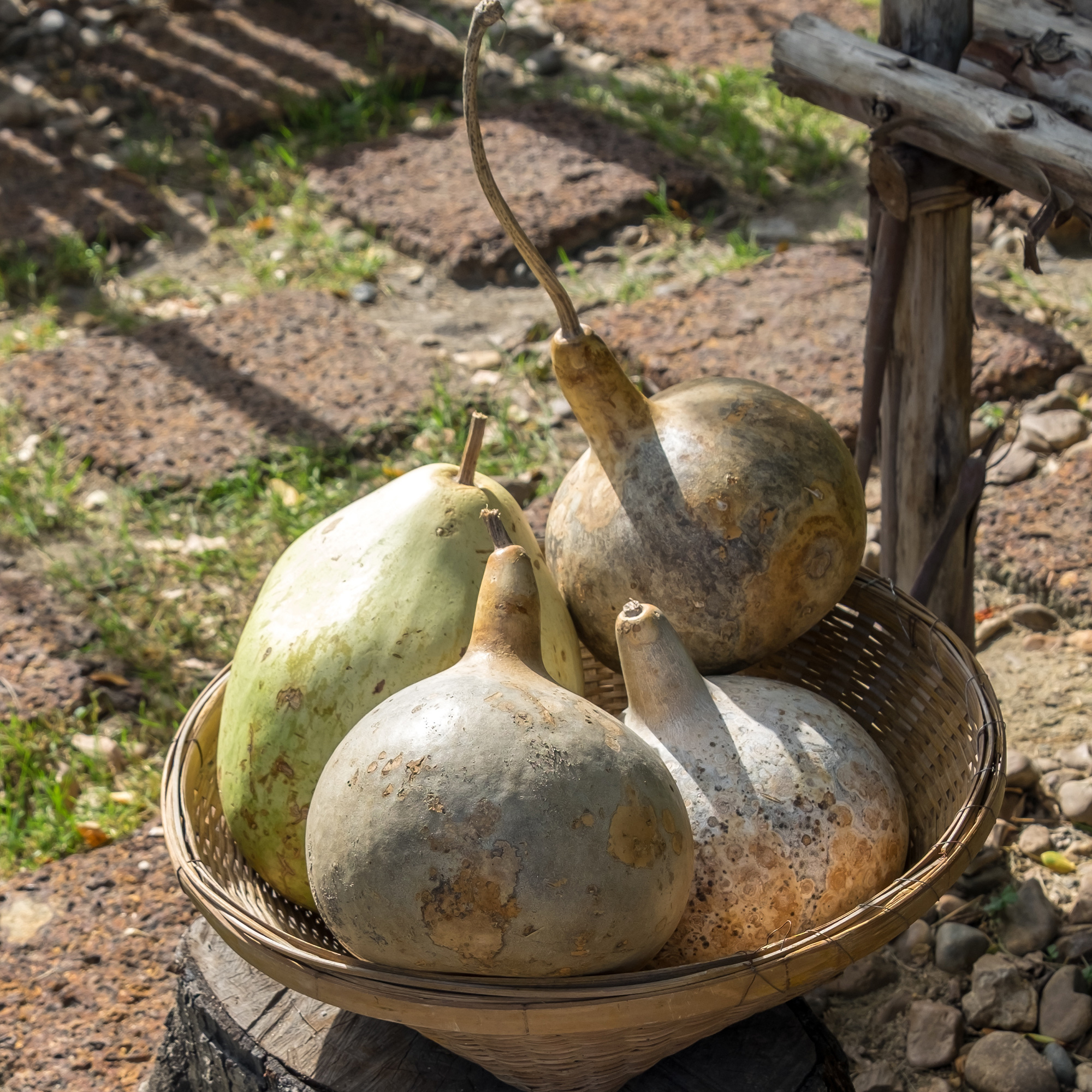 Gourd - Corsican - 2 g Packet ~60 Seeds - Garden Vegetable - Non-GMO, Heirloom - Buy Non-GMO Lagenaria siceraria Farm &amp; Gardenin