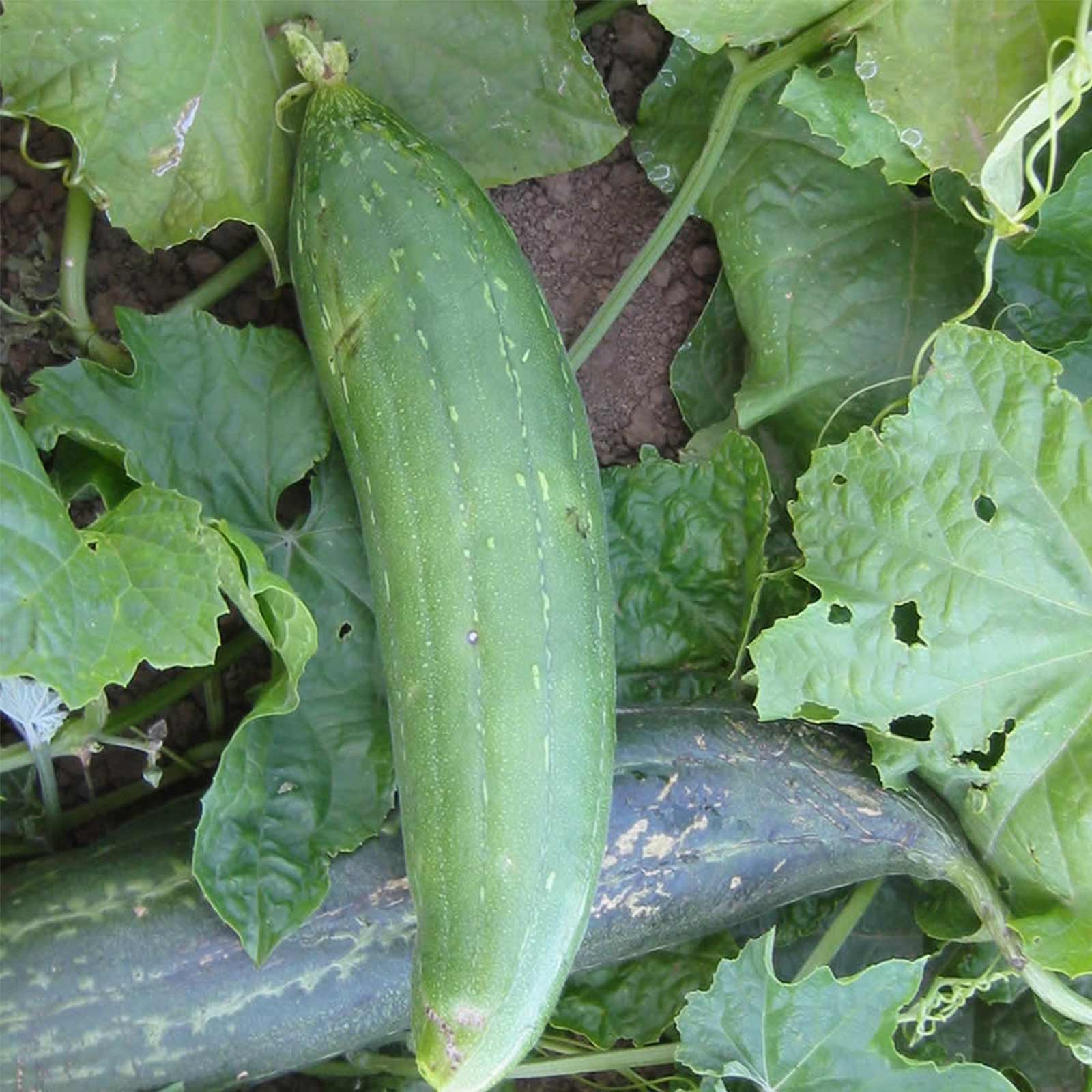 Seeds: Luffa Sponge Gourd Garden - 1 Oz- Non-GMO Heirloom Vegetable - Buy Non-GMO Luffa aegyptica (syn L. cylindrica) Farm &amp; Gar