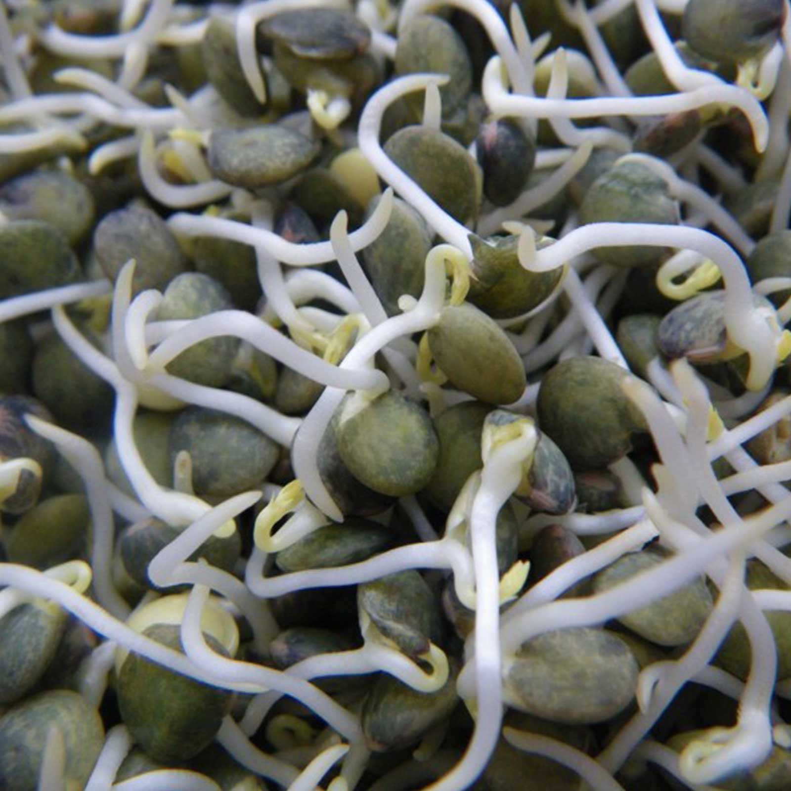 Seeds: Organic French Lentil Sprouting - 25 Lbs Bulk - Non-GMO - Buy Non-GMO Lens culinaris Farm &amp; Gardening Seeds Online