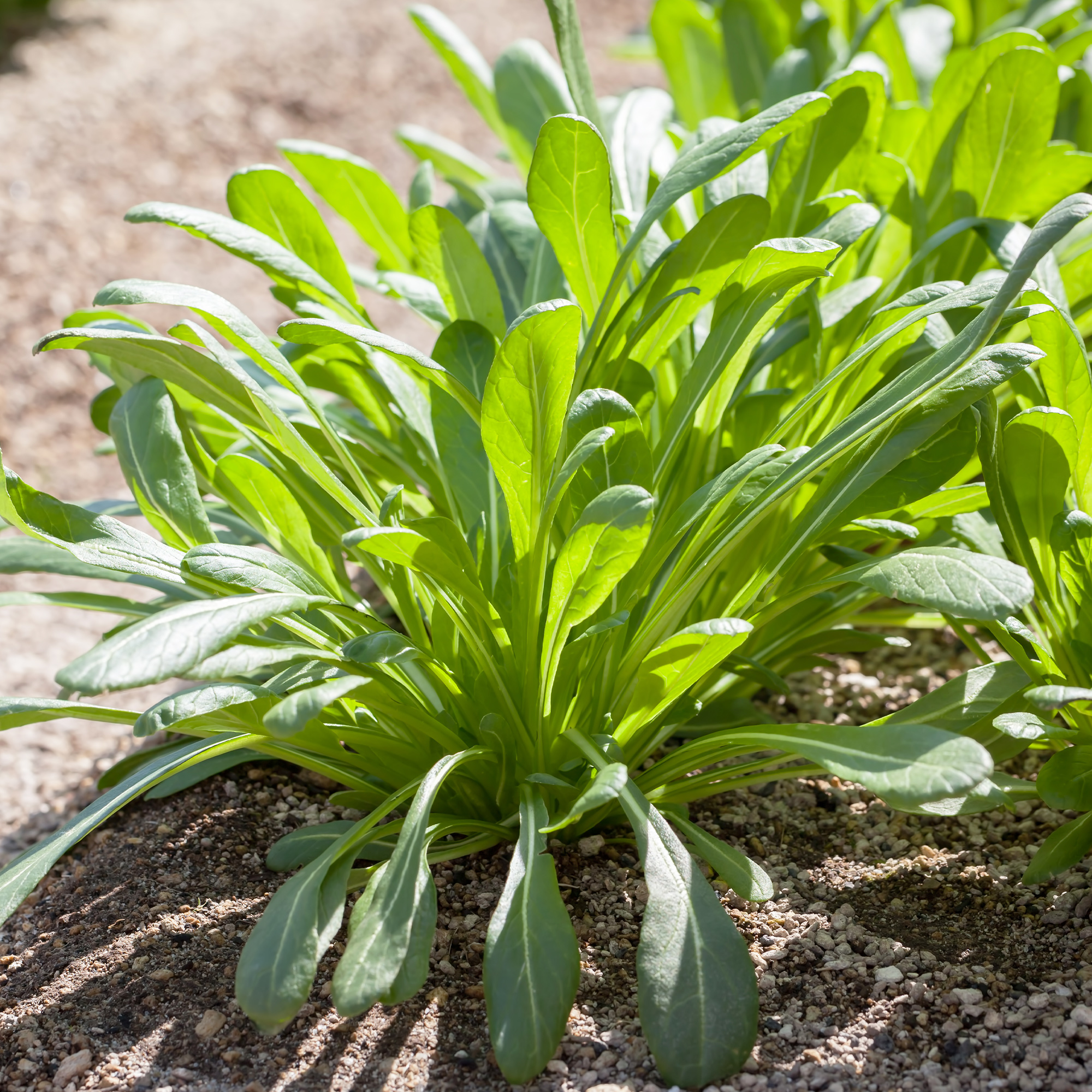 Mibuna Mustard - 1 Oz ~8500 Seeds - Non-GMO Japanese Herb, Vegetable - Buy Non-GMO Brassica rapa var. japonica Farm &amp; Gardening