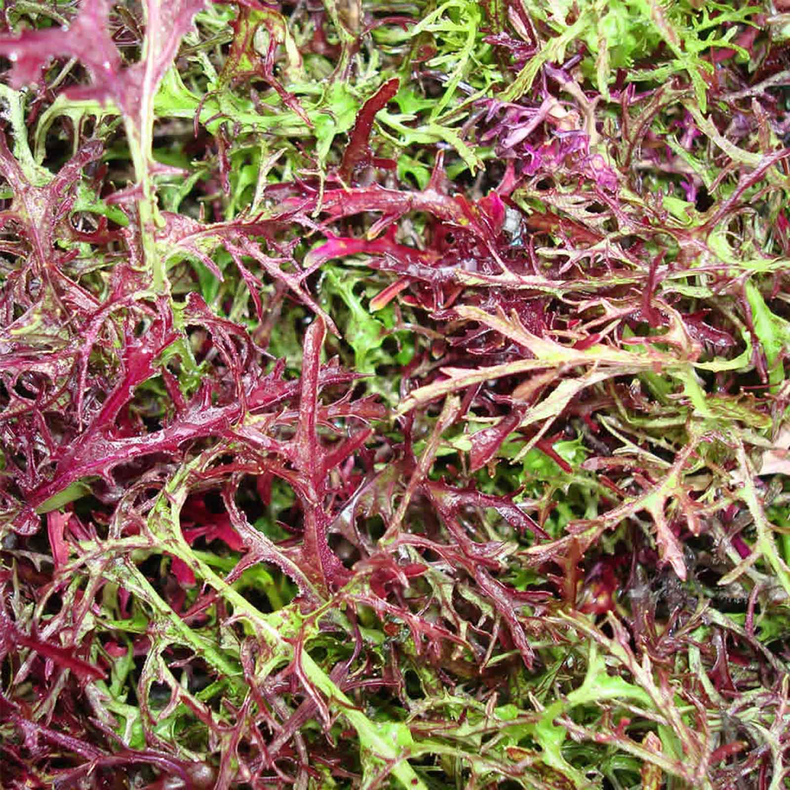 Red Streaks Mizuna Mustard Seeds - Bulk Herb Microgreens Salad (1 Oz) - Buy Non-GMO Brassica rapa var japonica Farm &amp; Gardening