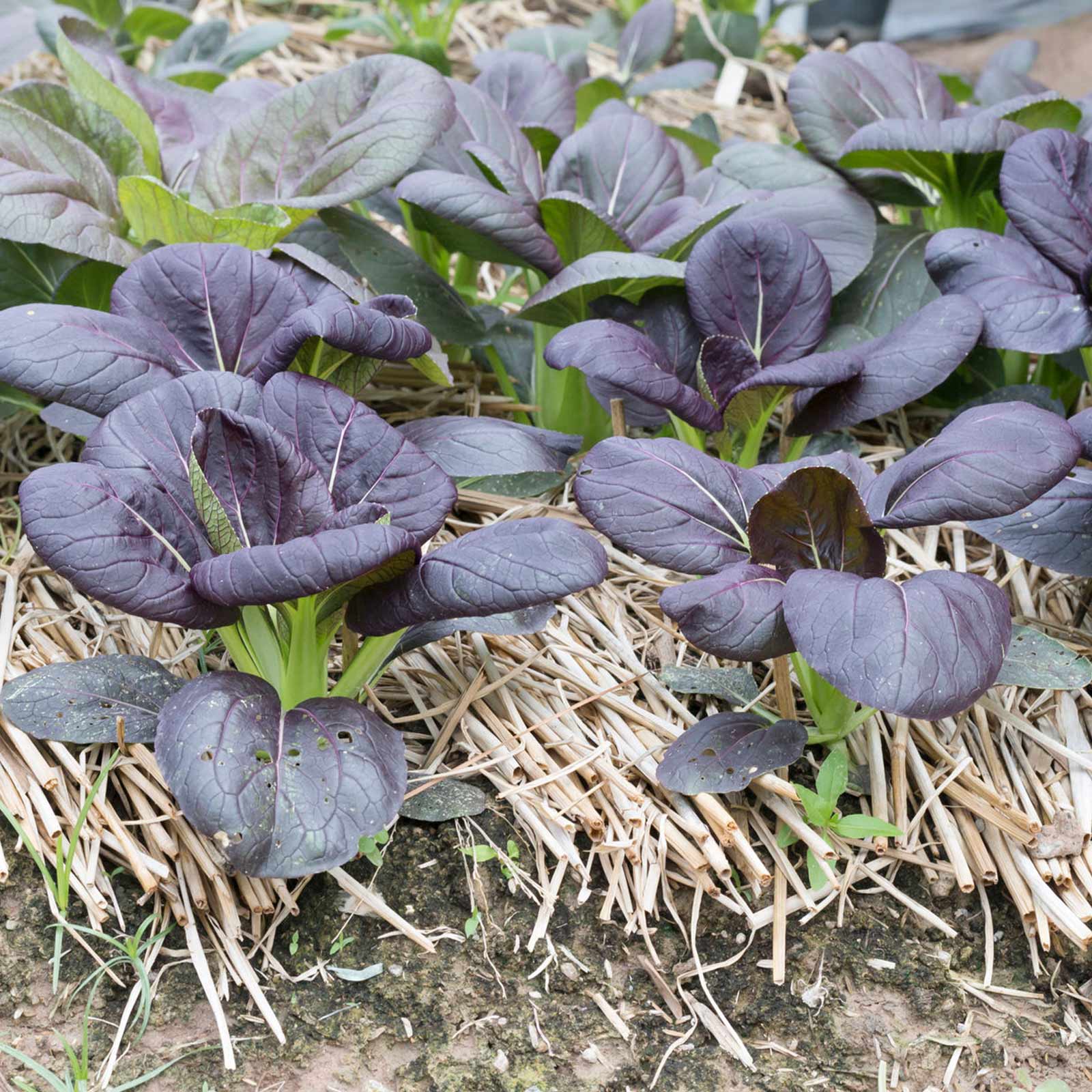 Seeds: Osaka Purple Mustard: 1 Oz- Non-GMO Seeds for Microgreens - Buy Non-GMO Brassica juncea Farm &amp; Gardening Seeds Online