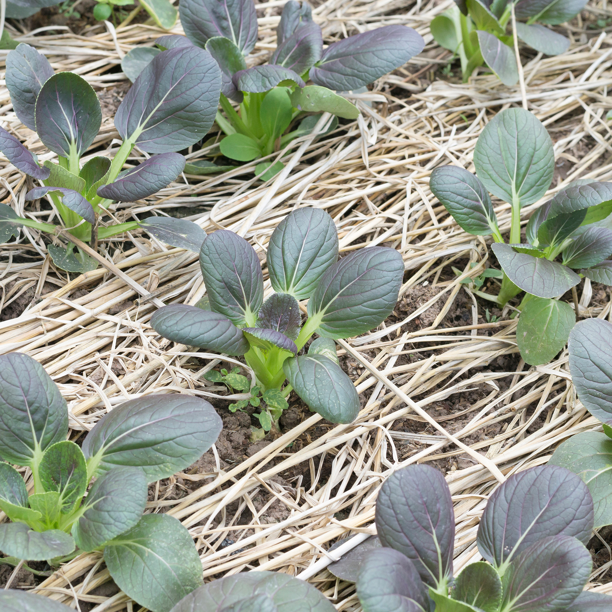 Red Tatsoi Mustard - 2 g Packet ~800 Seeds- Heirloom Herb Garden - Buy Non-GMO Brassica rapa Narinosa Group Farm &amp; Gardening See